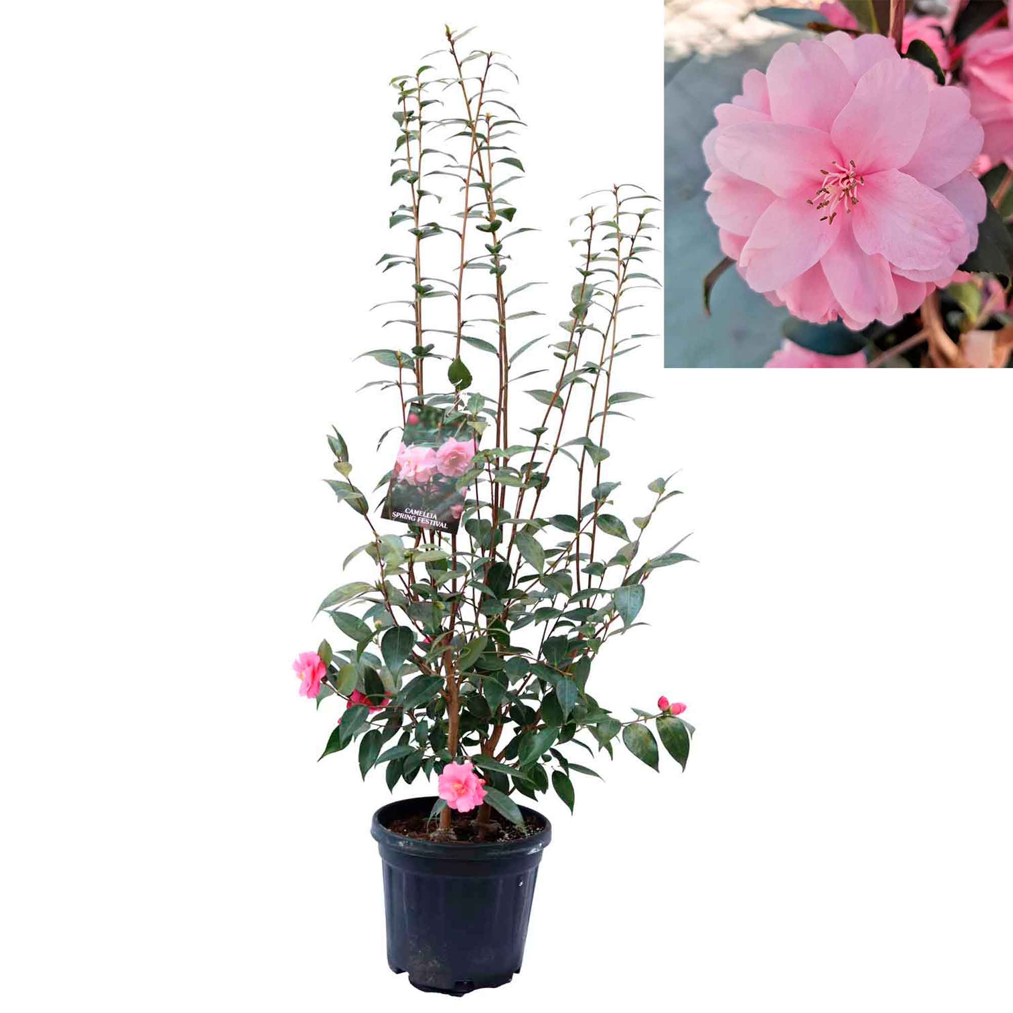 Camellia jap Spring Festival 6L 80cm