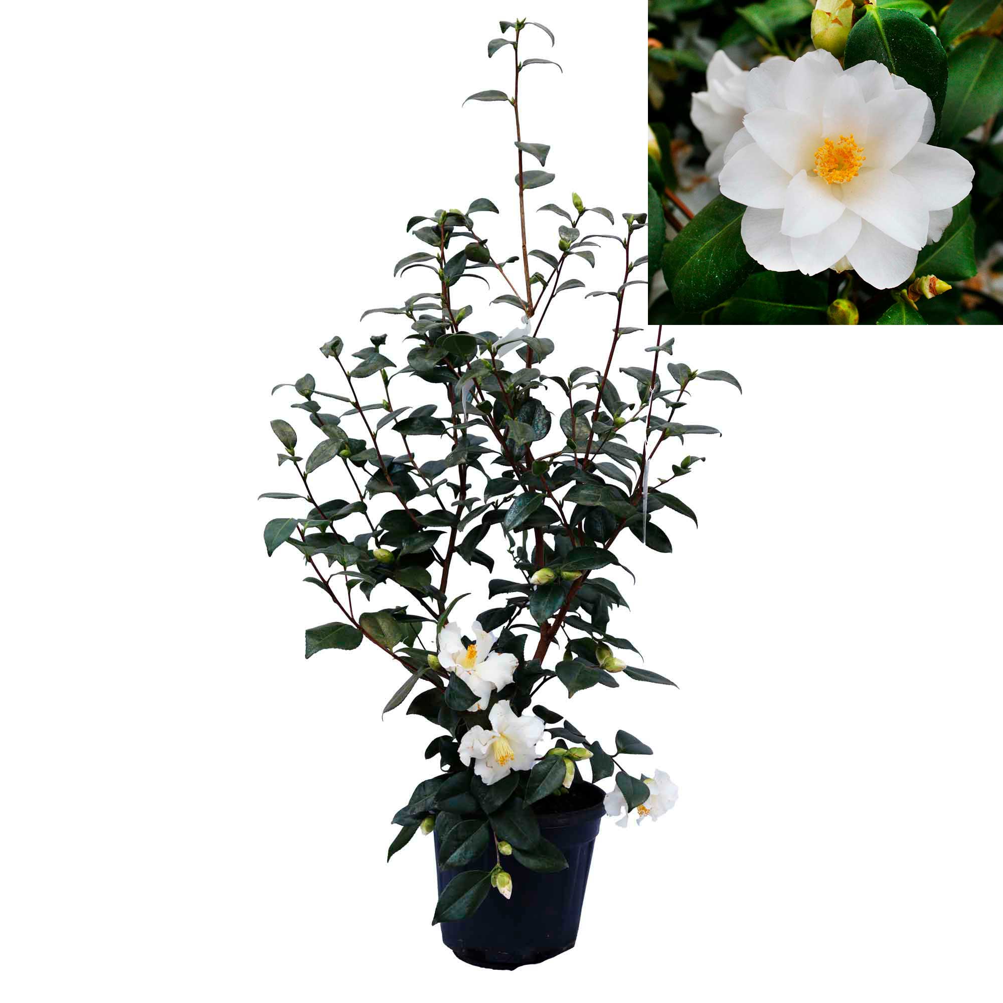 Camellia jap 'Triphosa' 6L 80cm