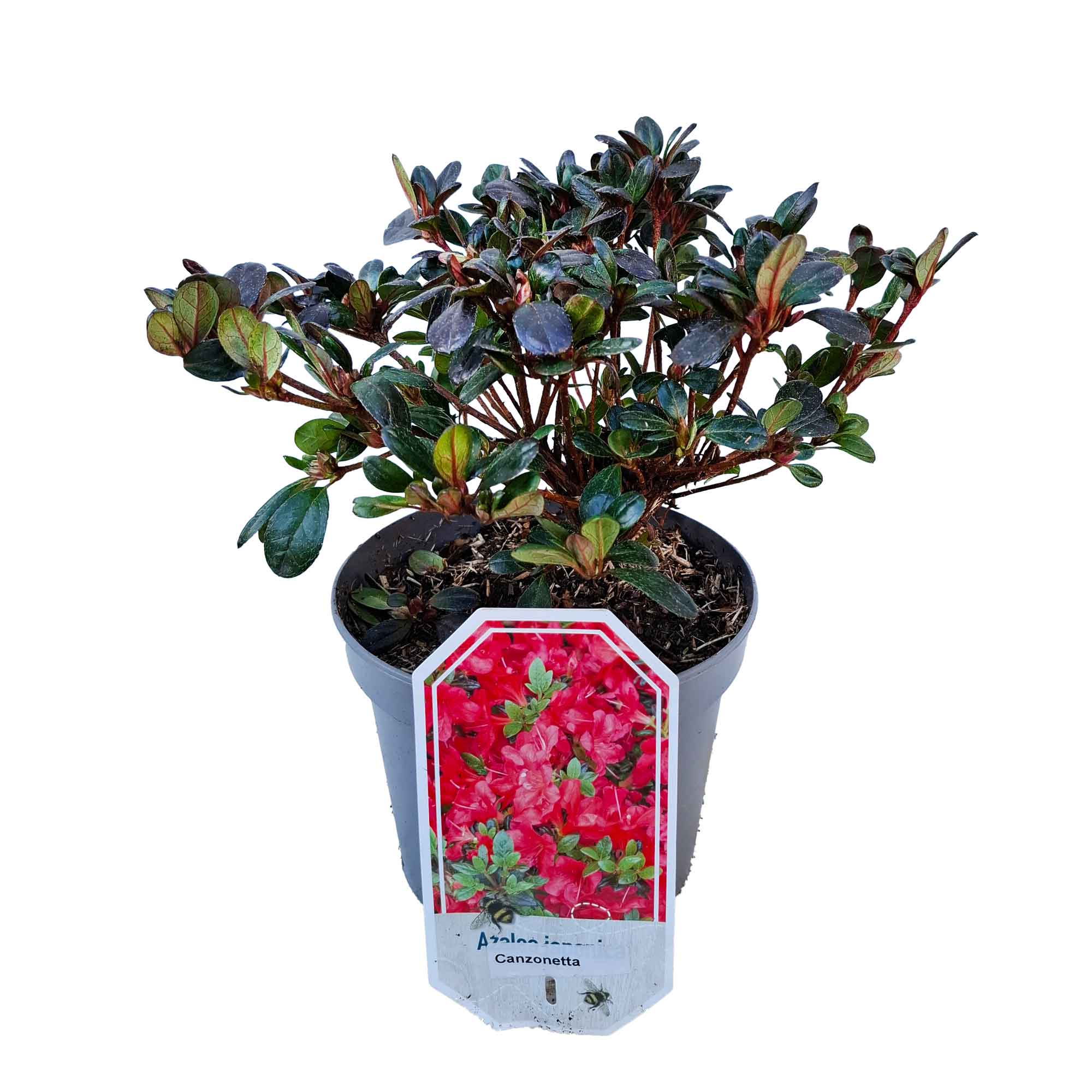 Rhododendron (AJ) 'Canzonetta' 20/25 C2