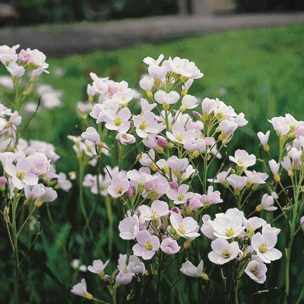 Cardamine pratensis P9