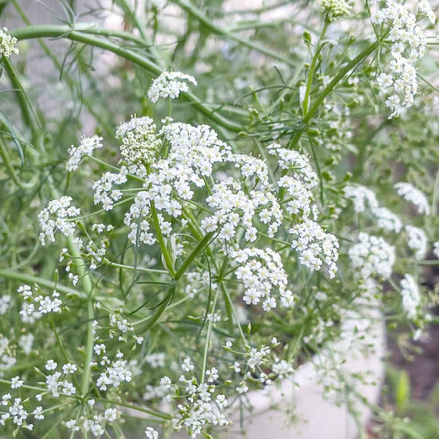 Cumin