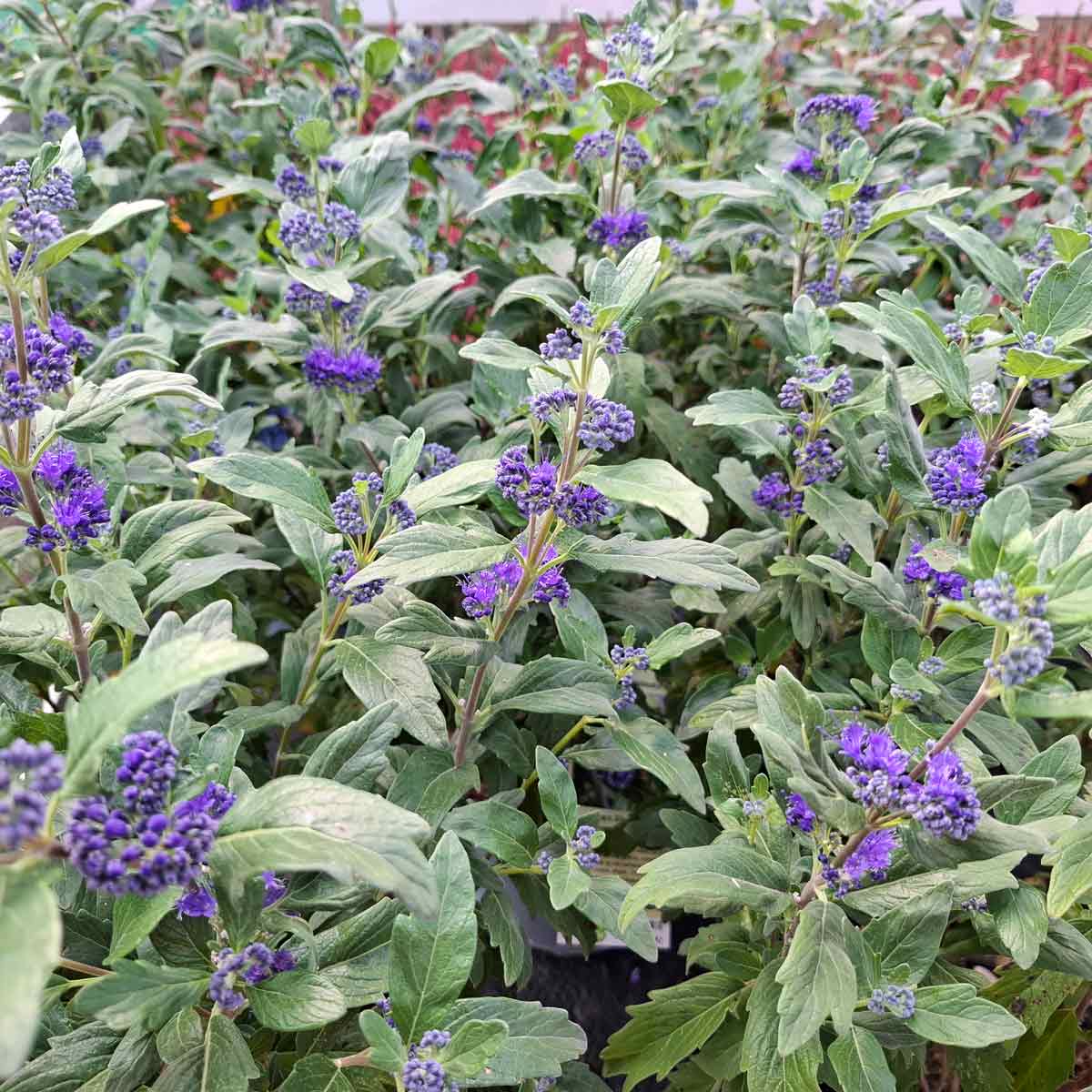 Caryopteris 'Dark Knight' C5