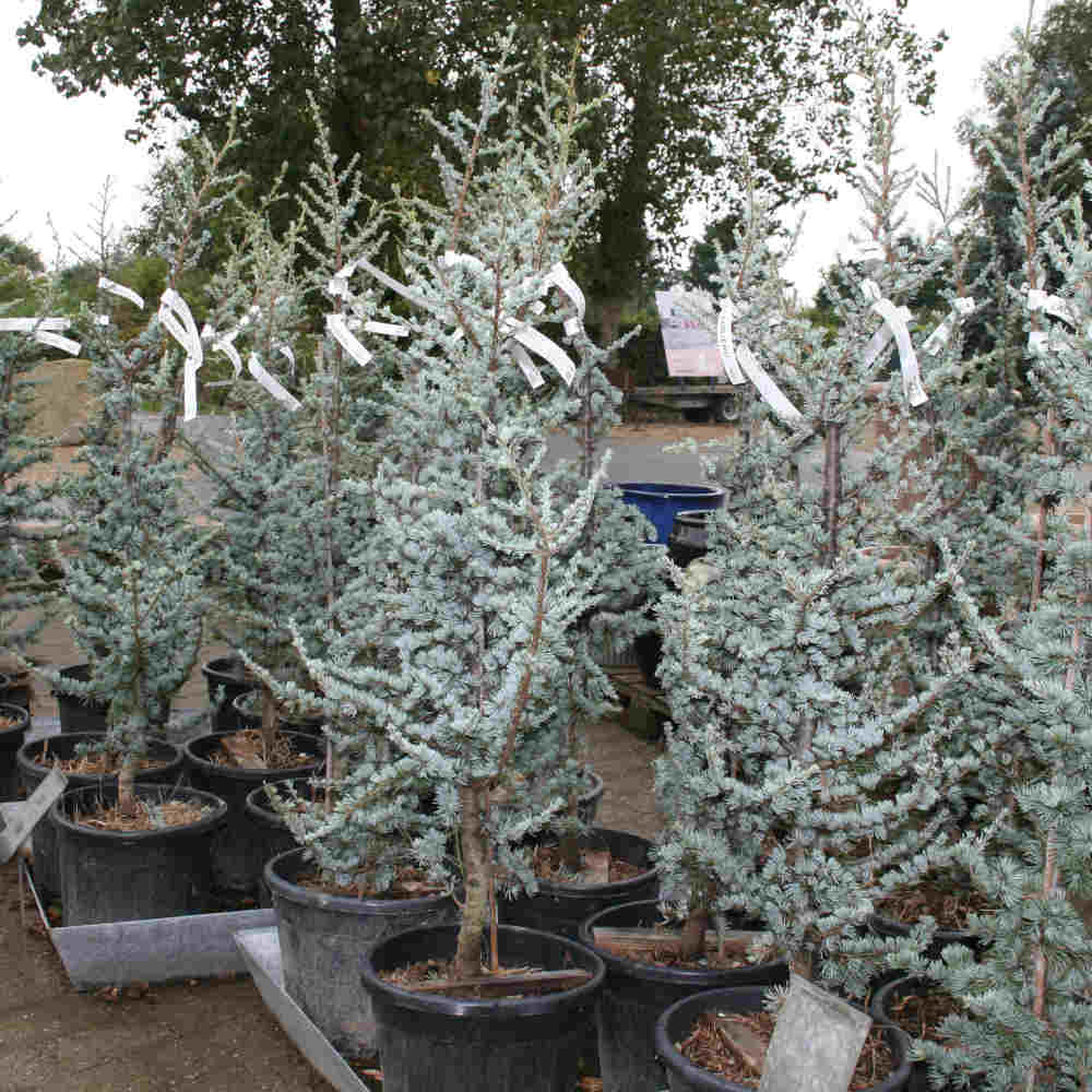 Atlas cedar - Cedrus atlantica 'Glauca'