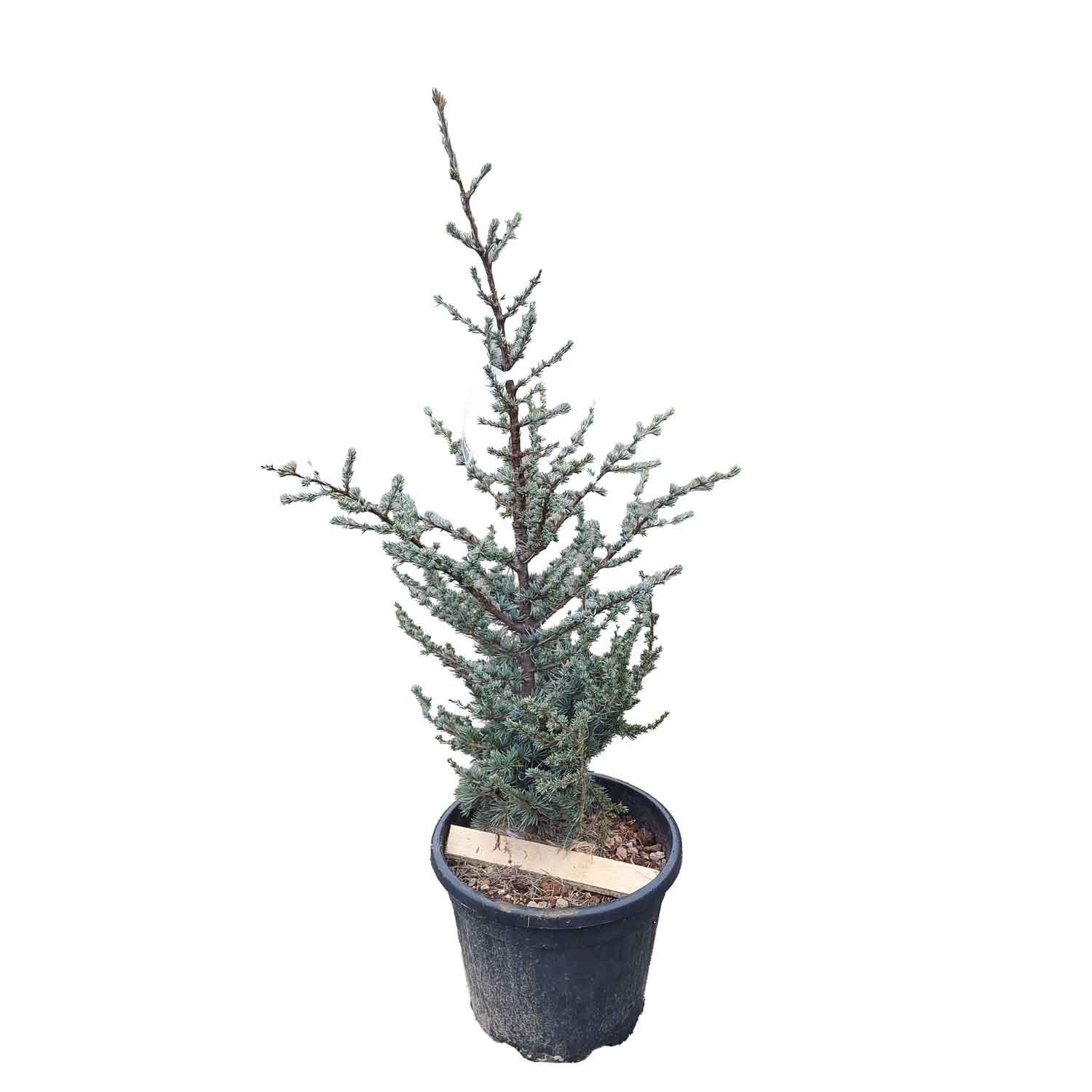 Cedrus atlantica Glauca Fc 80-100