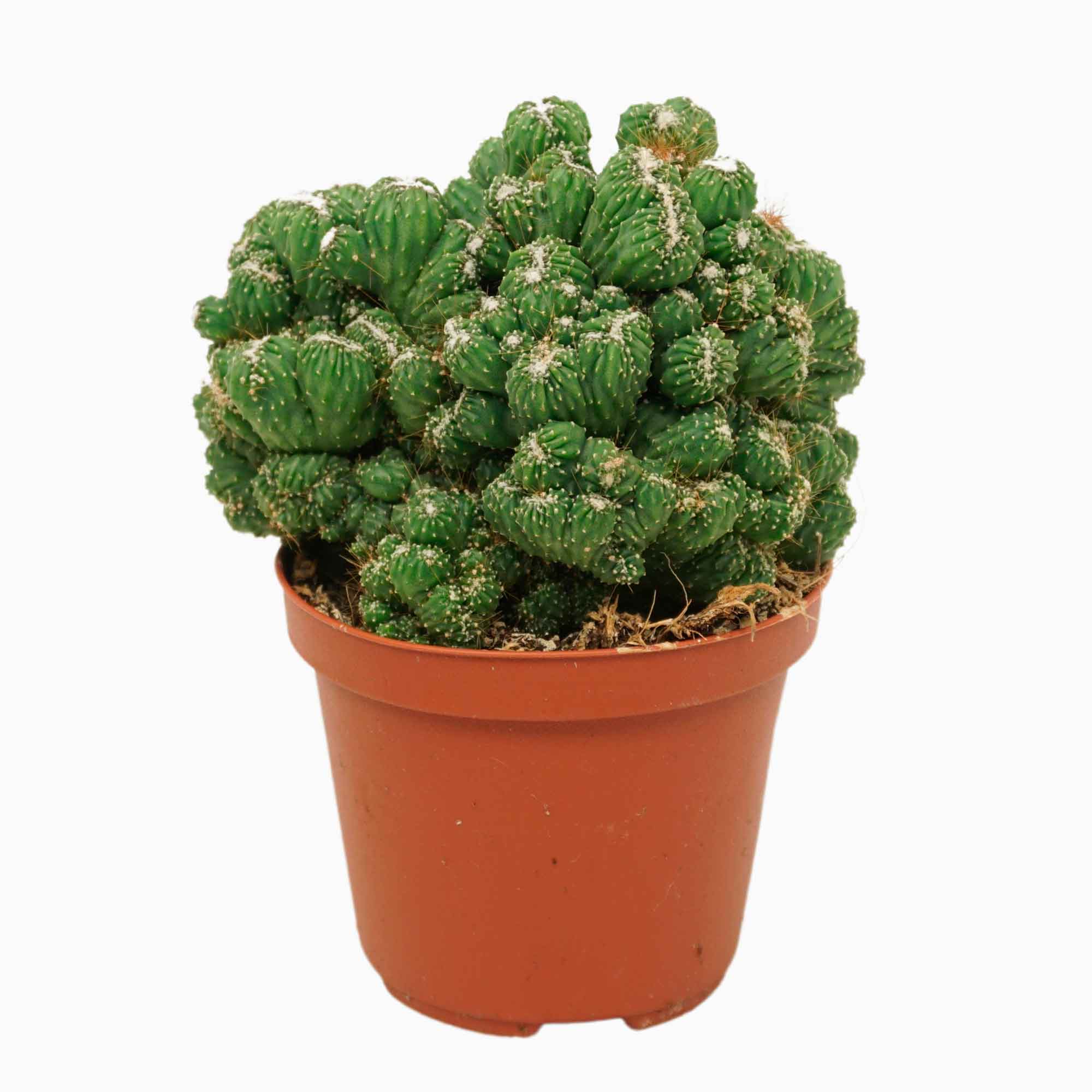 Cereus peruvianus 'Monstrosus' 10.5cm
