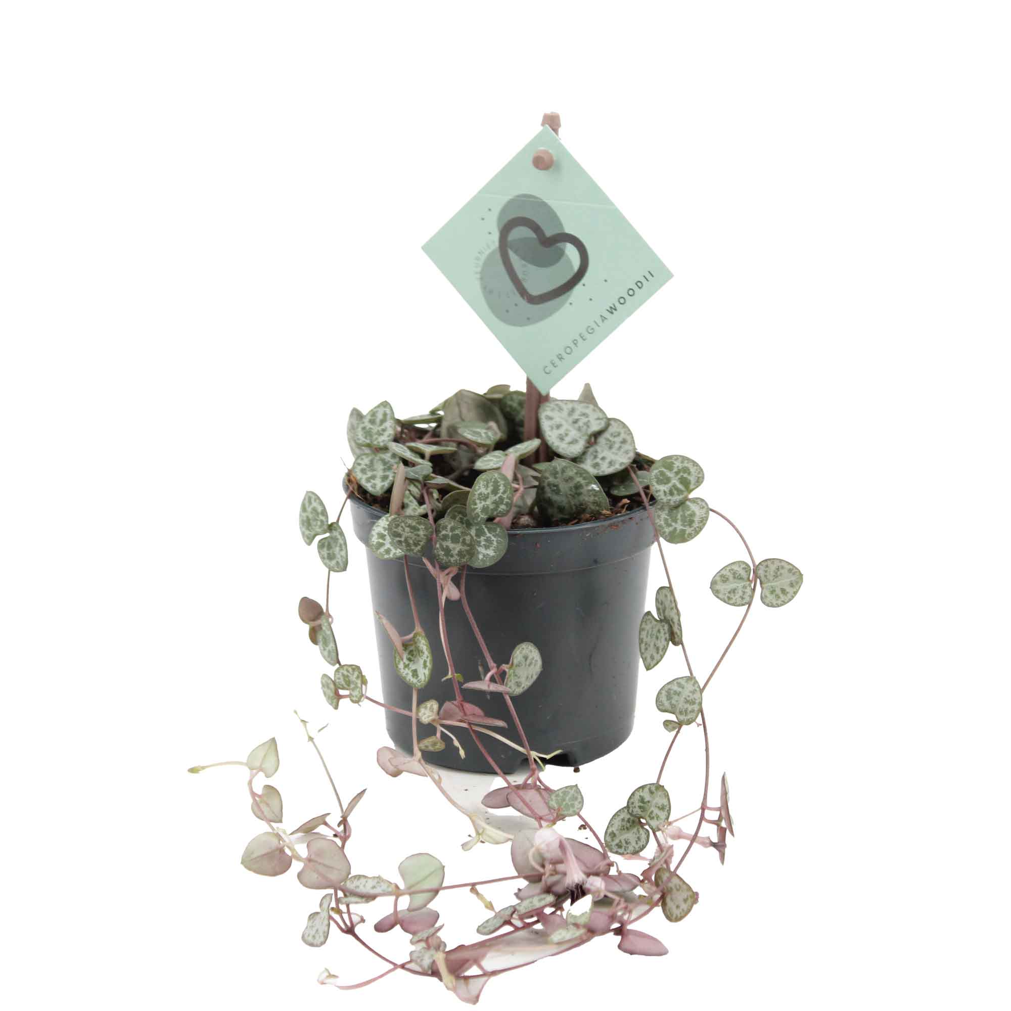 Ceropegia woodii subsp. woodii 8,5cm