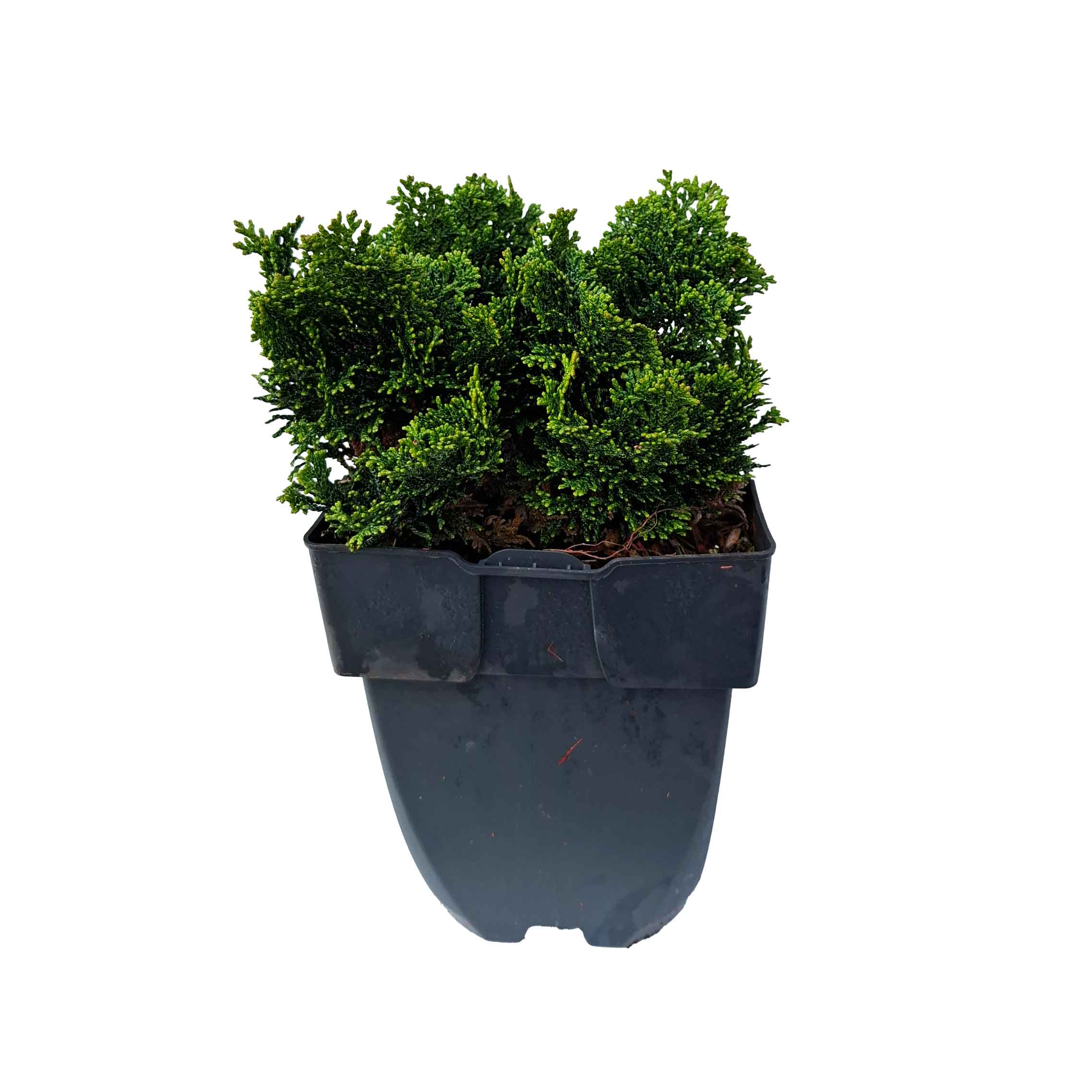 Chamaecyparis etc. 'Nana Gracilis' 20-25 C2