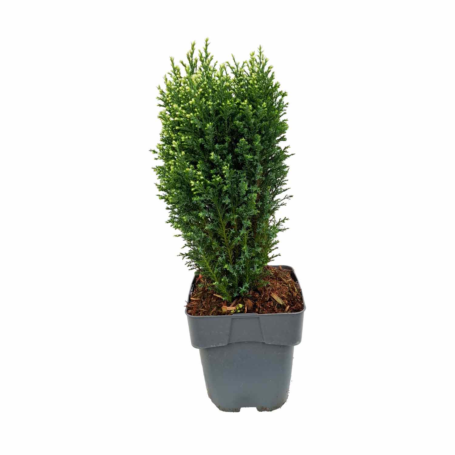 Chamaecyparis l. 'Snow White' C2 30-35 cm