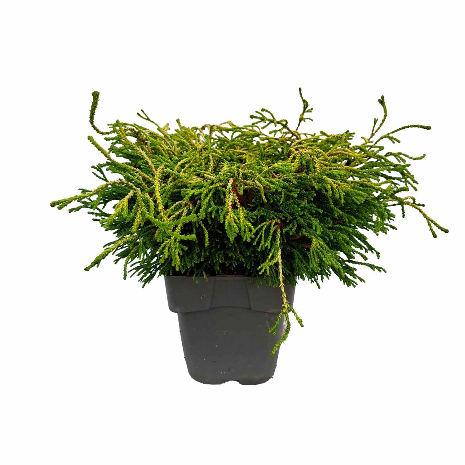 Chamaecyparis obtusa 'Gitte' C2 20-25 cm