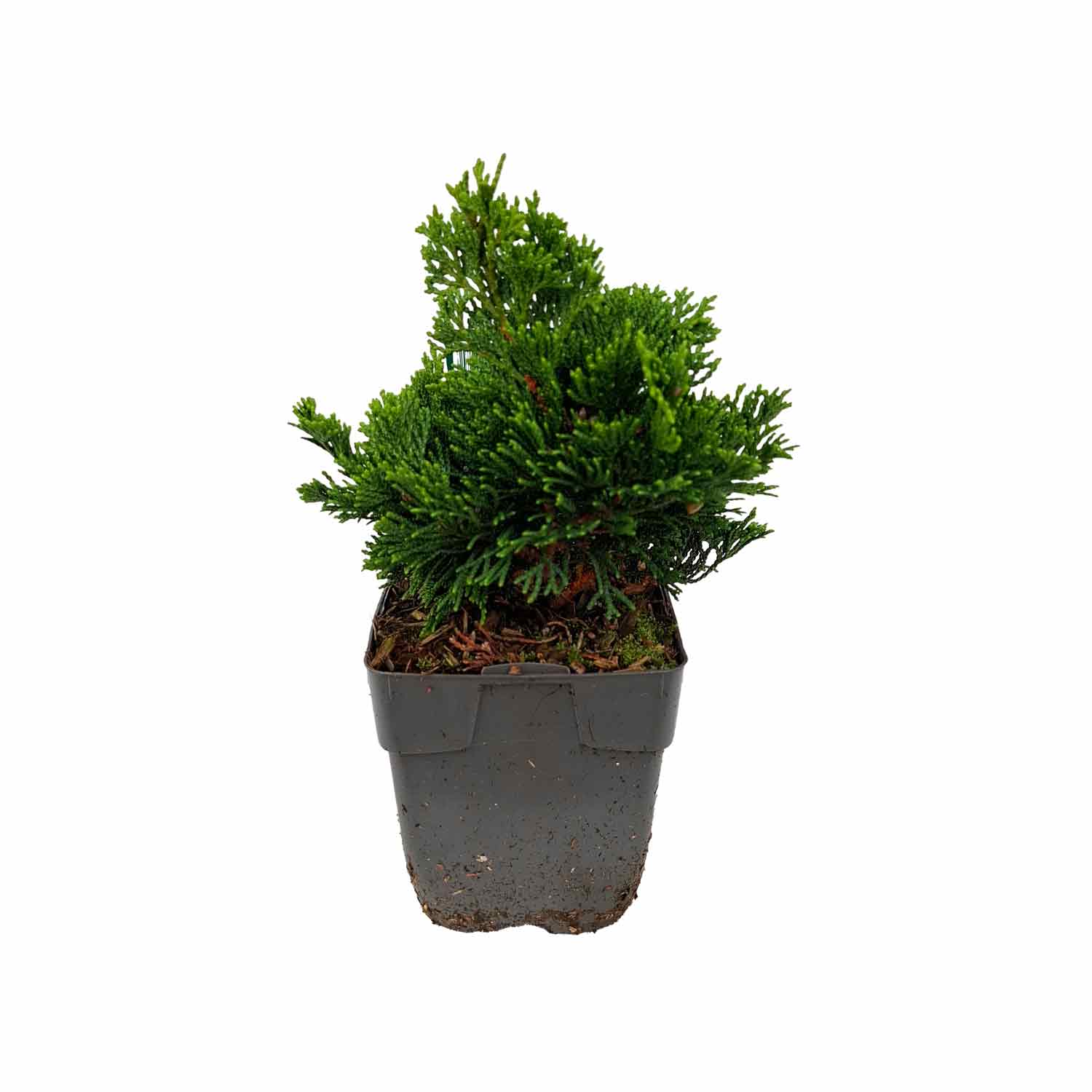 Chamaecyparis obtusa 'Nana Gracilis' C1