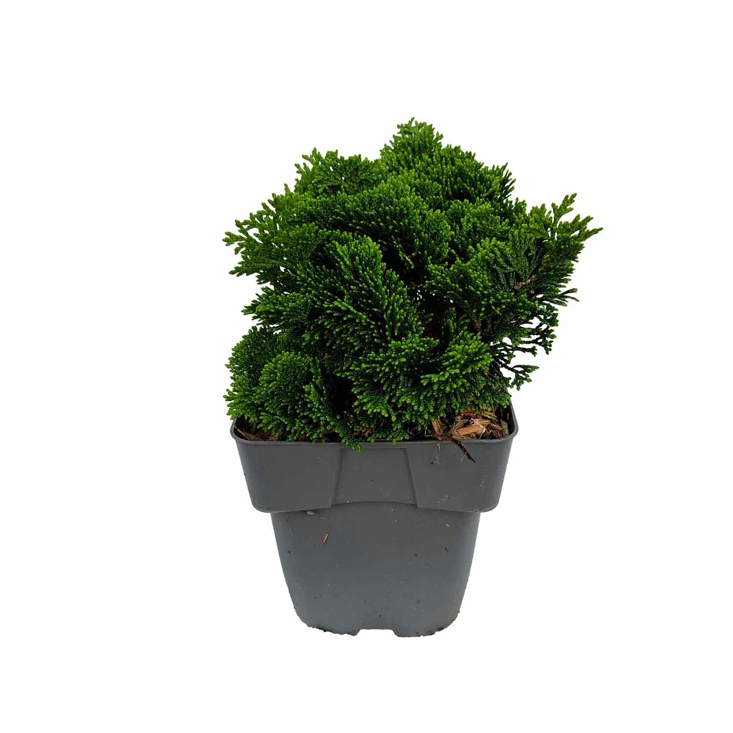 Chamaecyparis obtusa 'Nana Gracilis' C2 15-20 cm