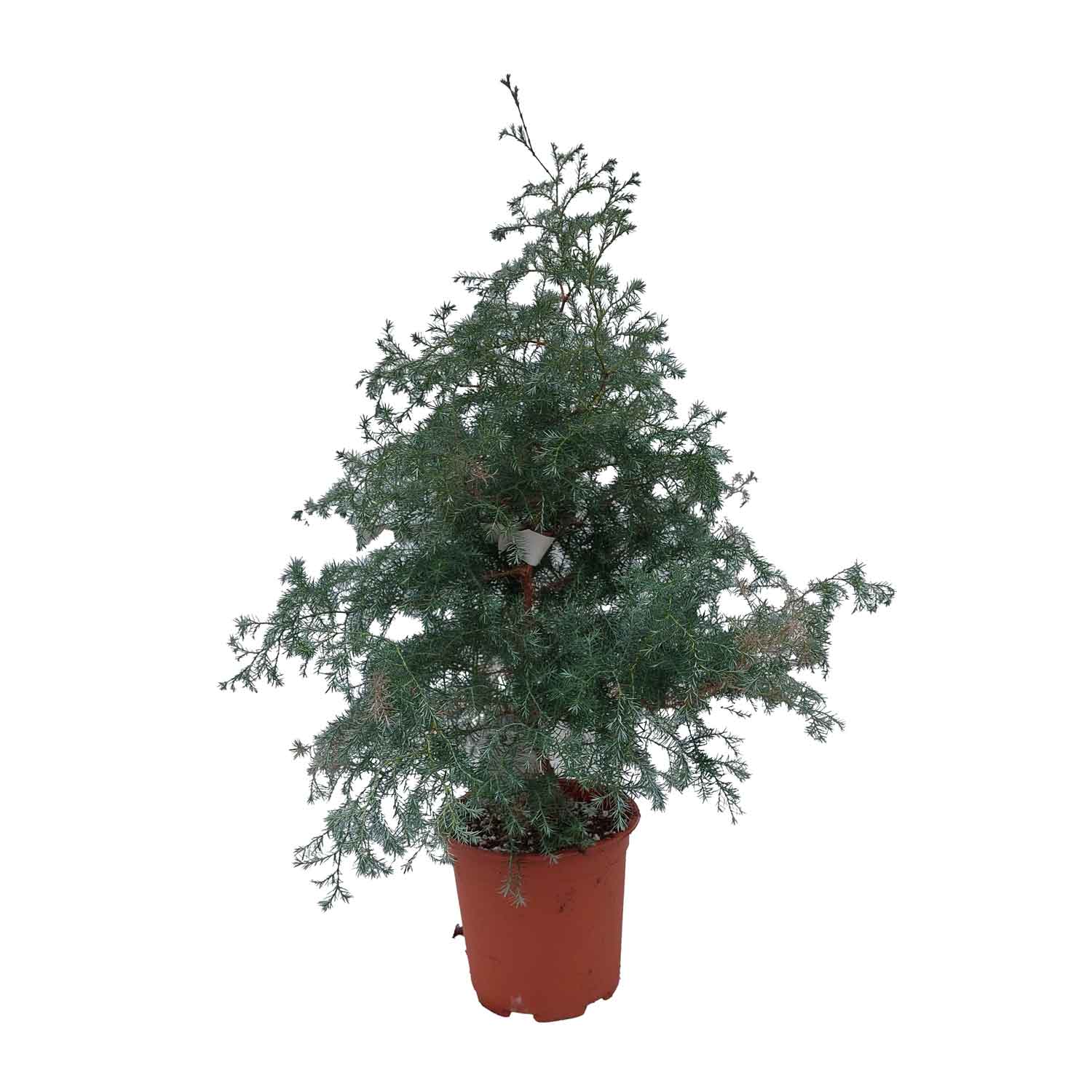 Soft juniper - Chamaecyparis 'Squarosa' 17cm