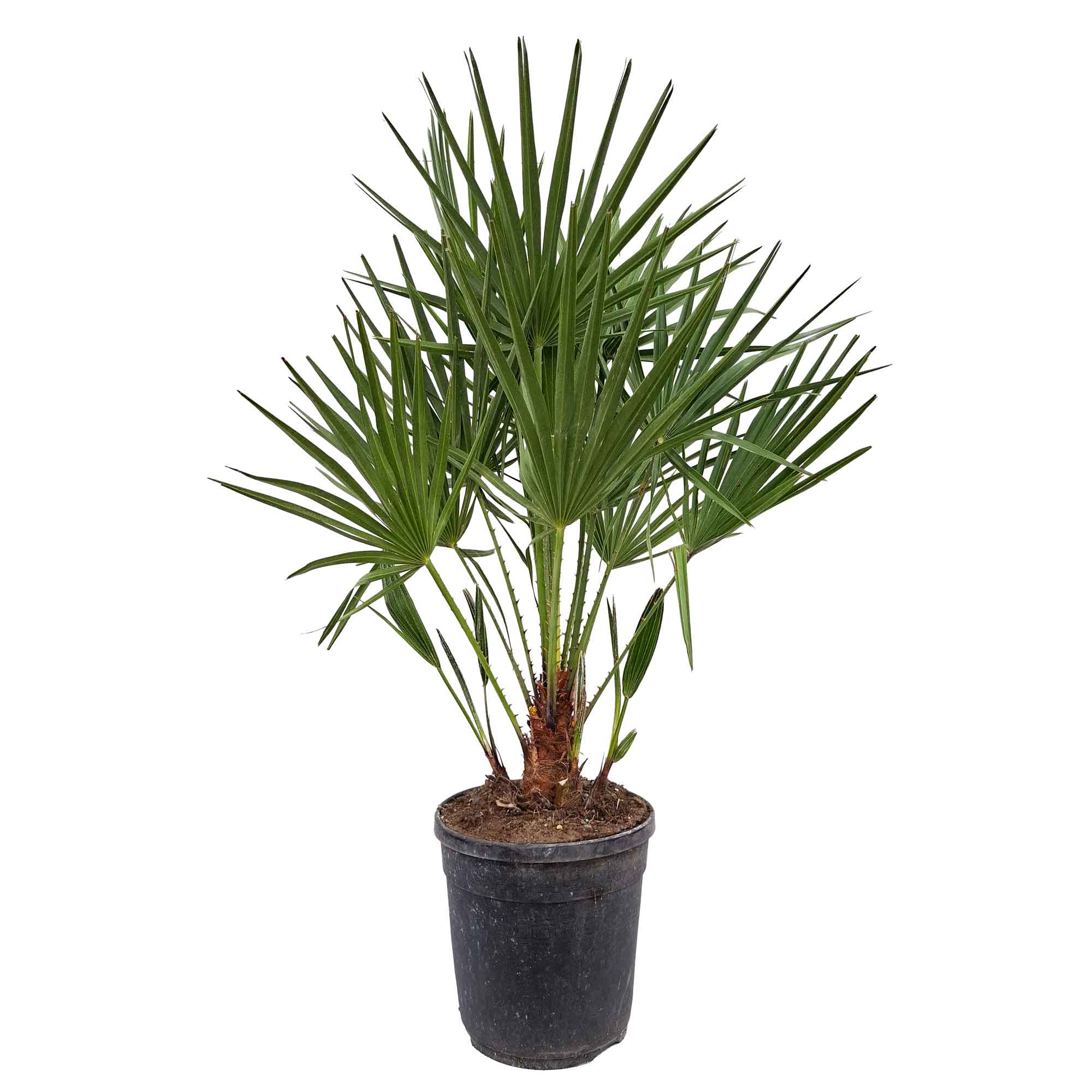 Chamaerops Humilis D.21