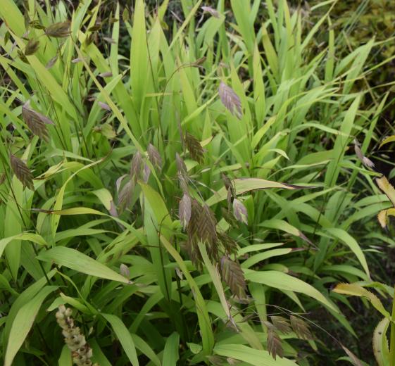 Chasmanthium latifolium 11C