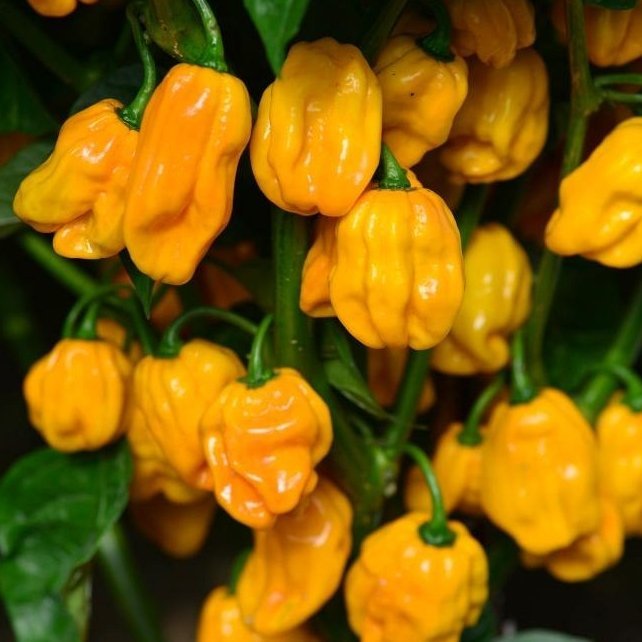 Chili Numex Suava orange 11,5 cm.