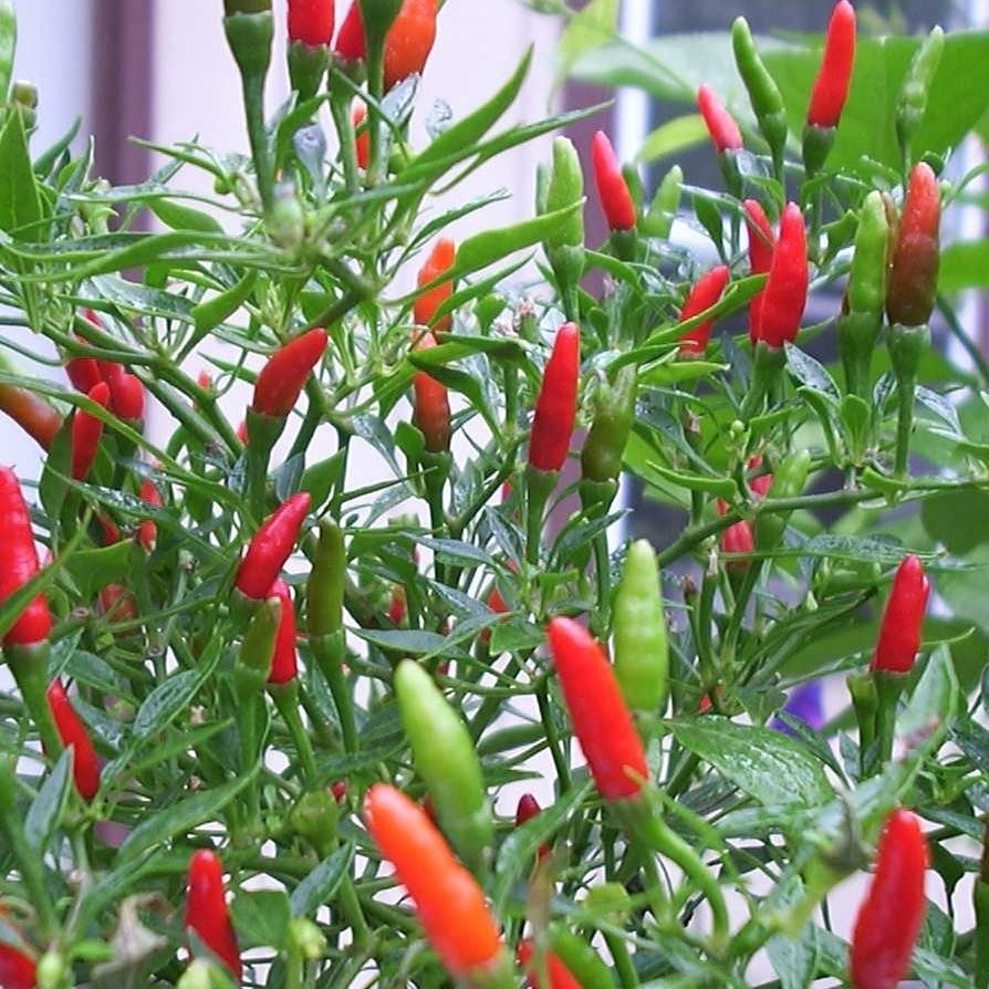 Chilli Thai chili 11,5 cm.