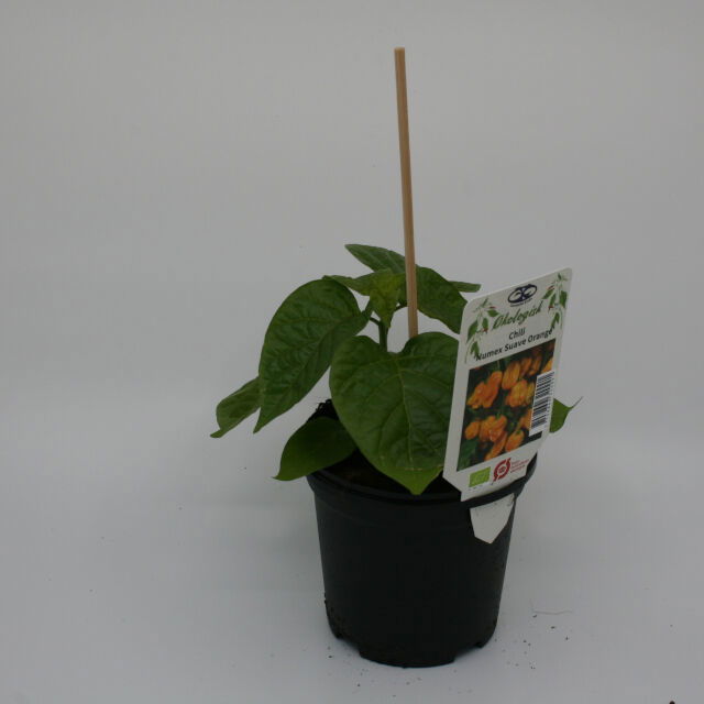 Chili Numex Suava orange 11,5 cm.