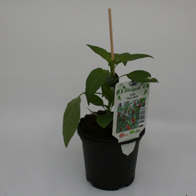 Chilli Thai chili 11,5 cm.