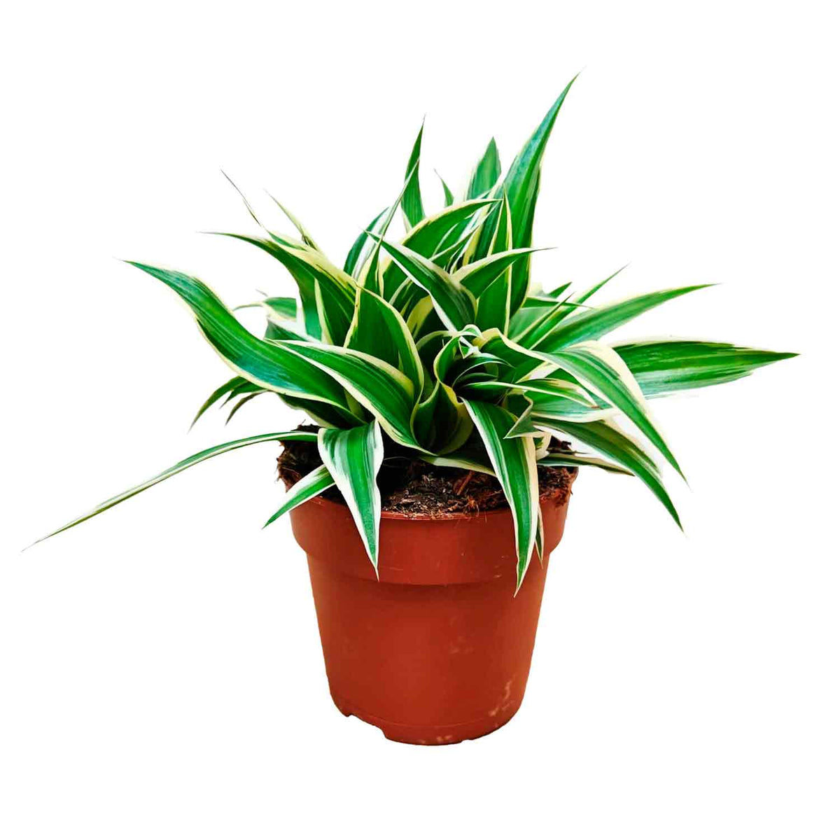 Chlorophytum comosum 12cm