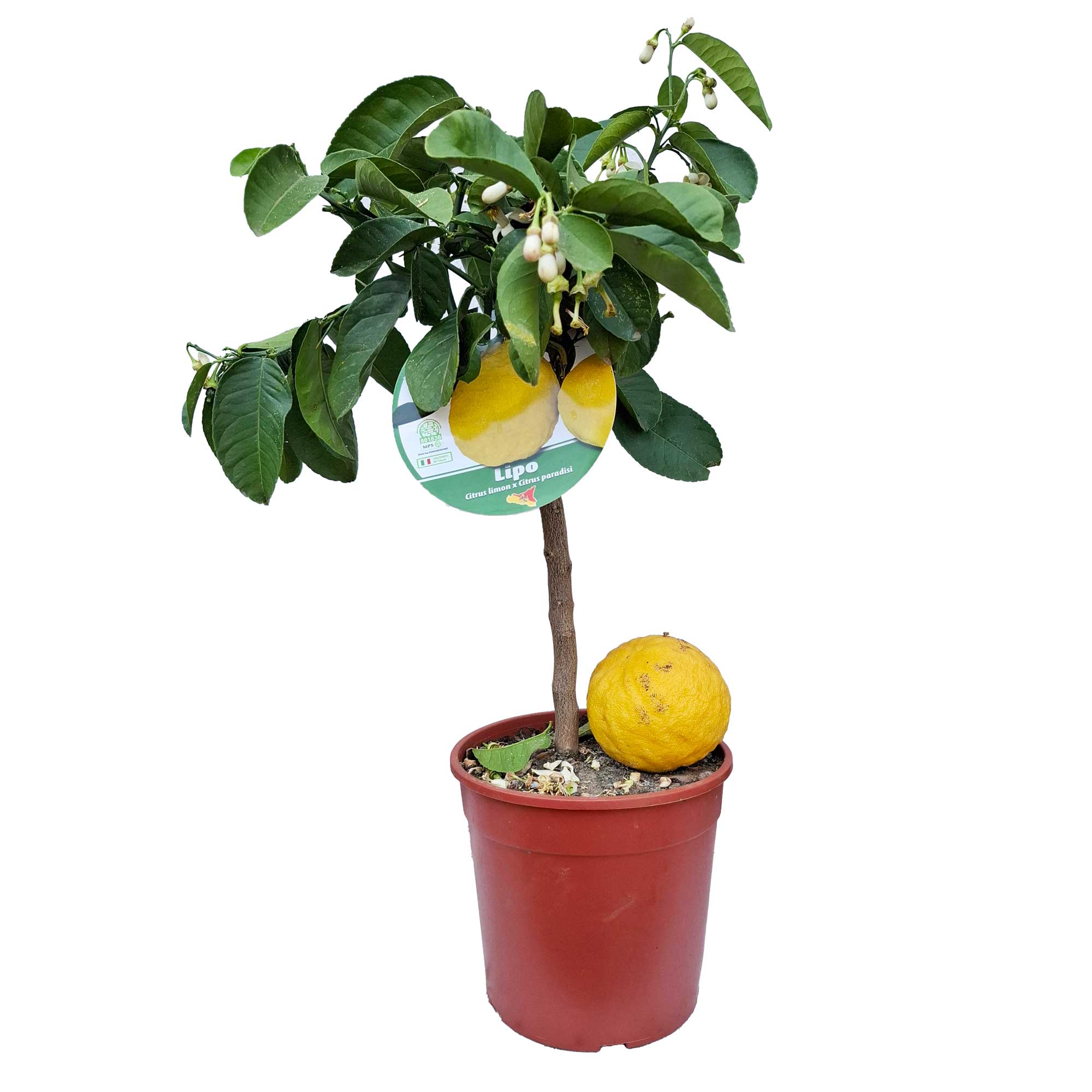 Citrus X Paradisi Pink Stem D.19
