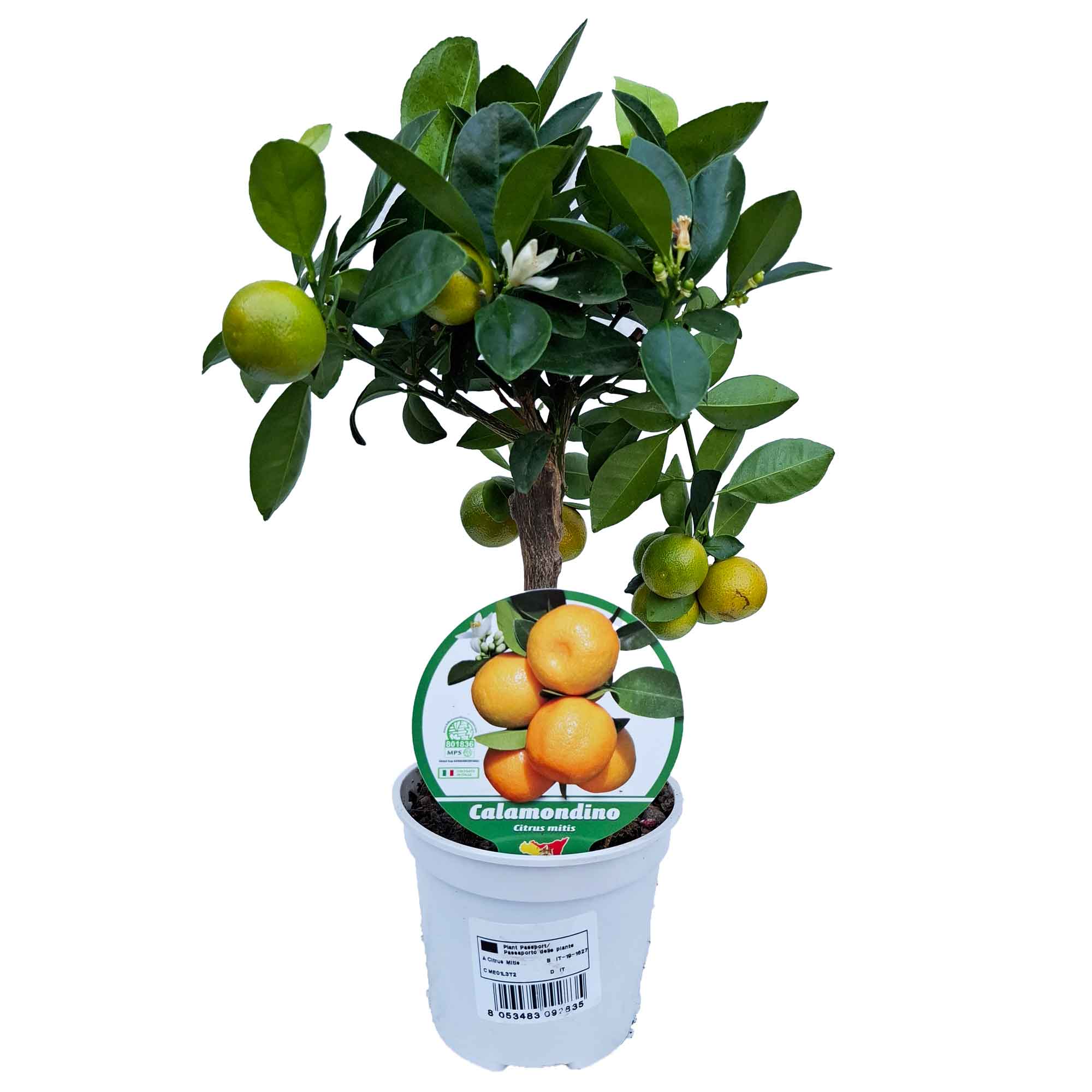 Citrus Mitis Stem D.12