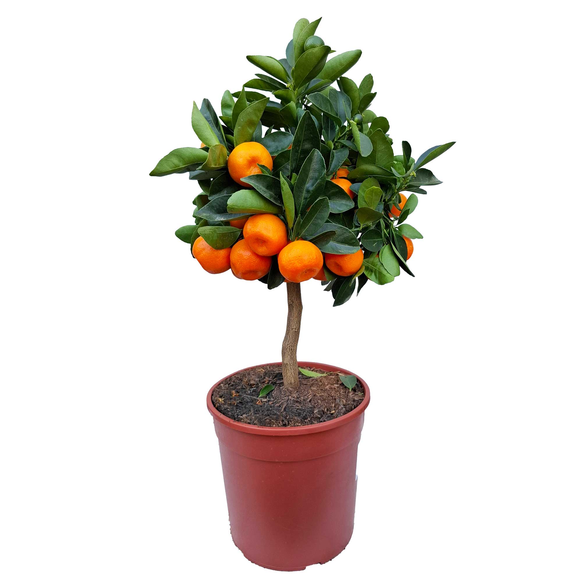 Citrus Mitis Stem D.19