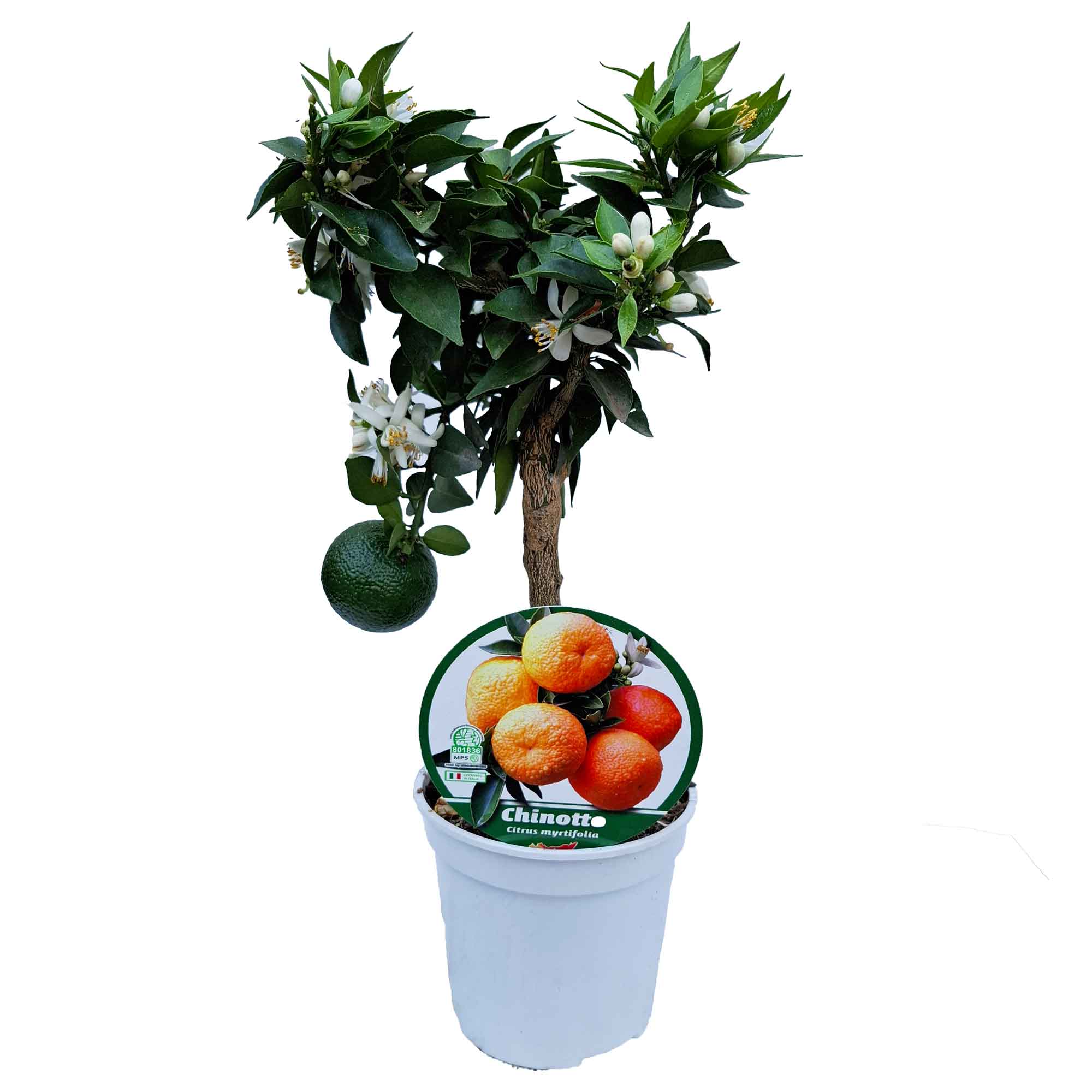 Citrus Myrtifolia Stem D.12