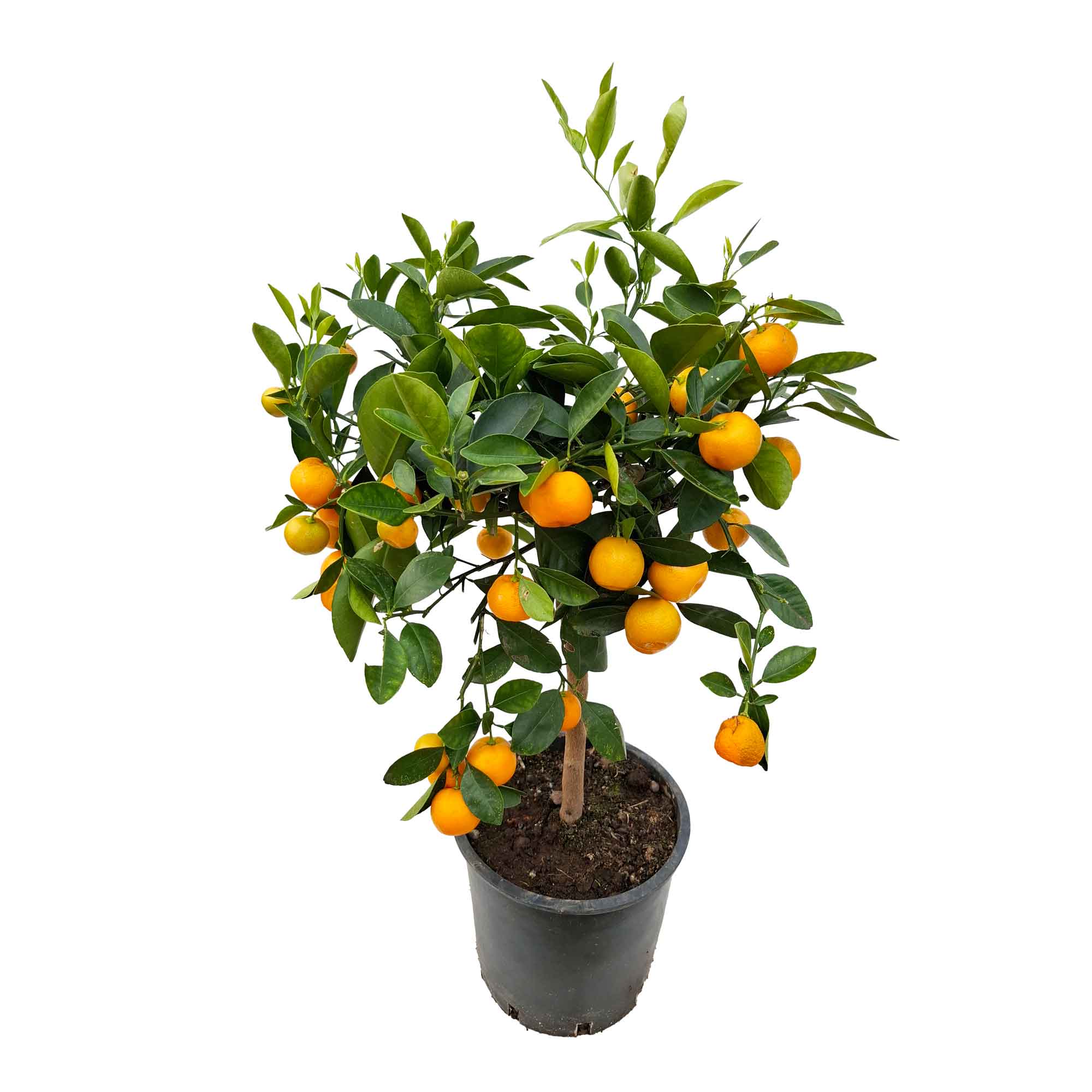CITRUS MITIS STEM D20