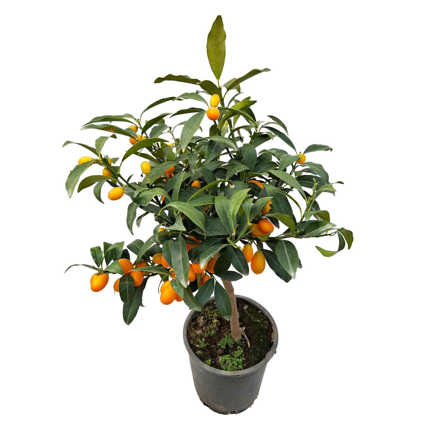 CITRUS KUMQUATER STEM D20