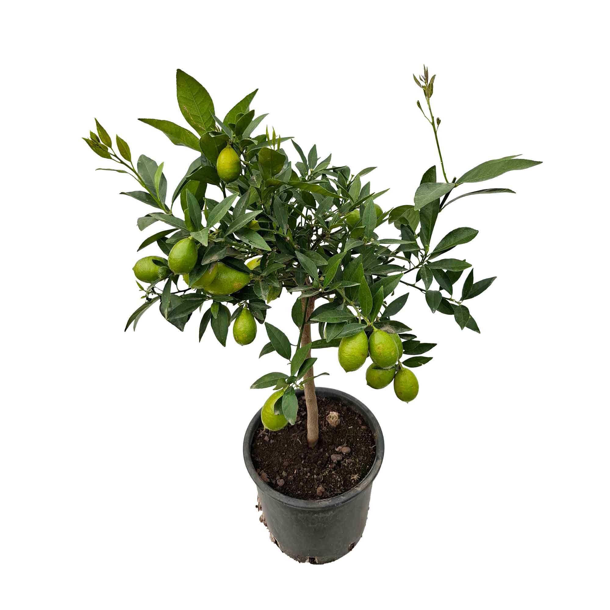 CITRUS LIMEQUAT STEM D20