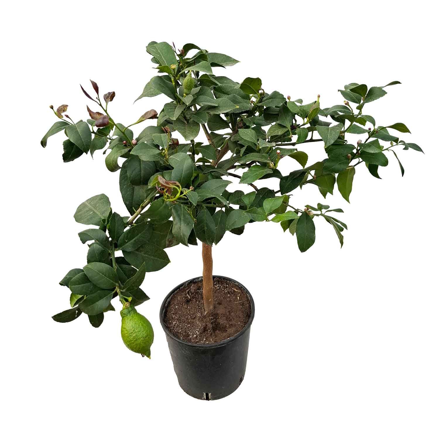 Citron træ - Citrus limon stem D20
