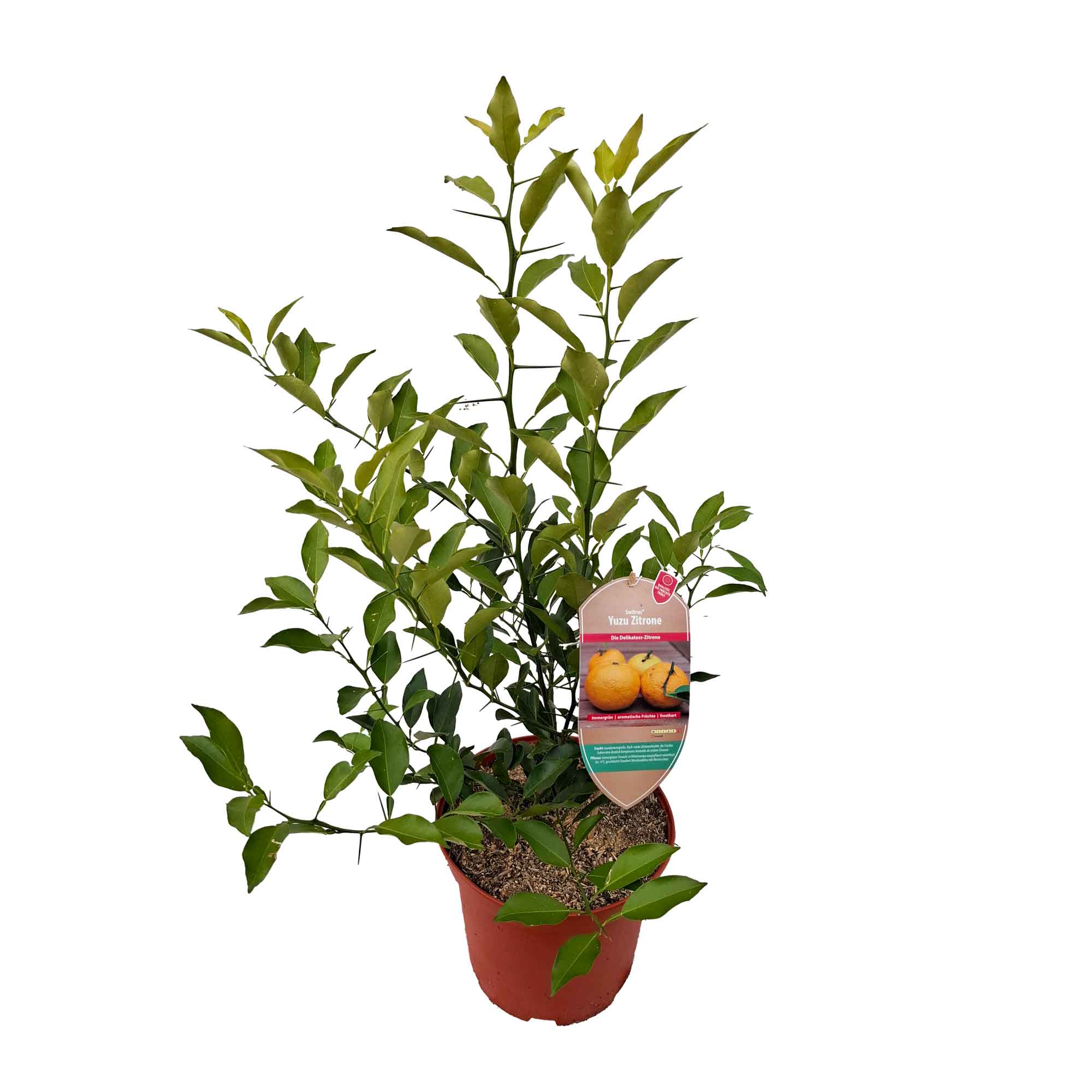 Citrus spe. 'Yuzu' 5L