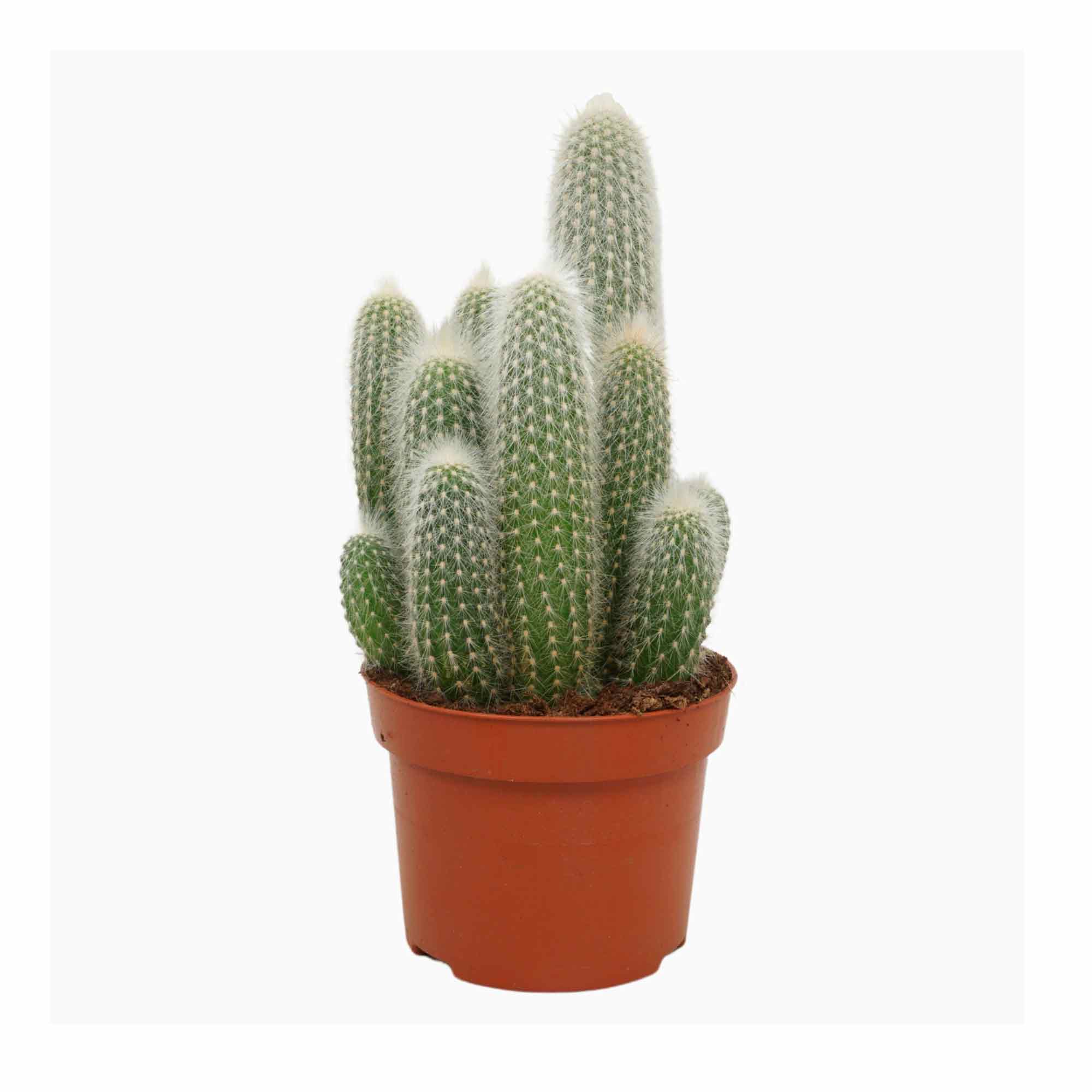 Cleistocactus strausii 12cm