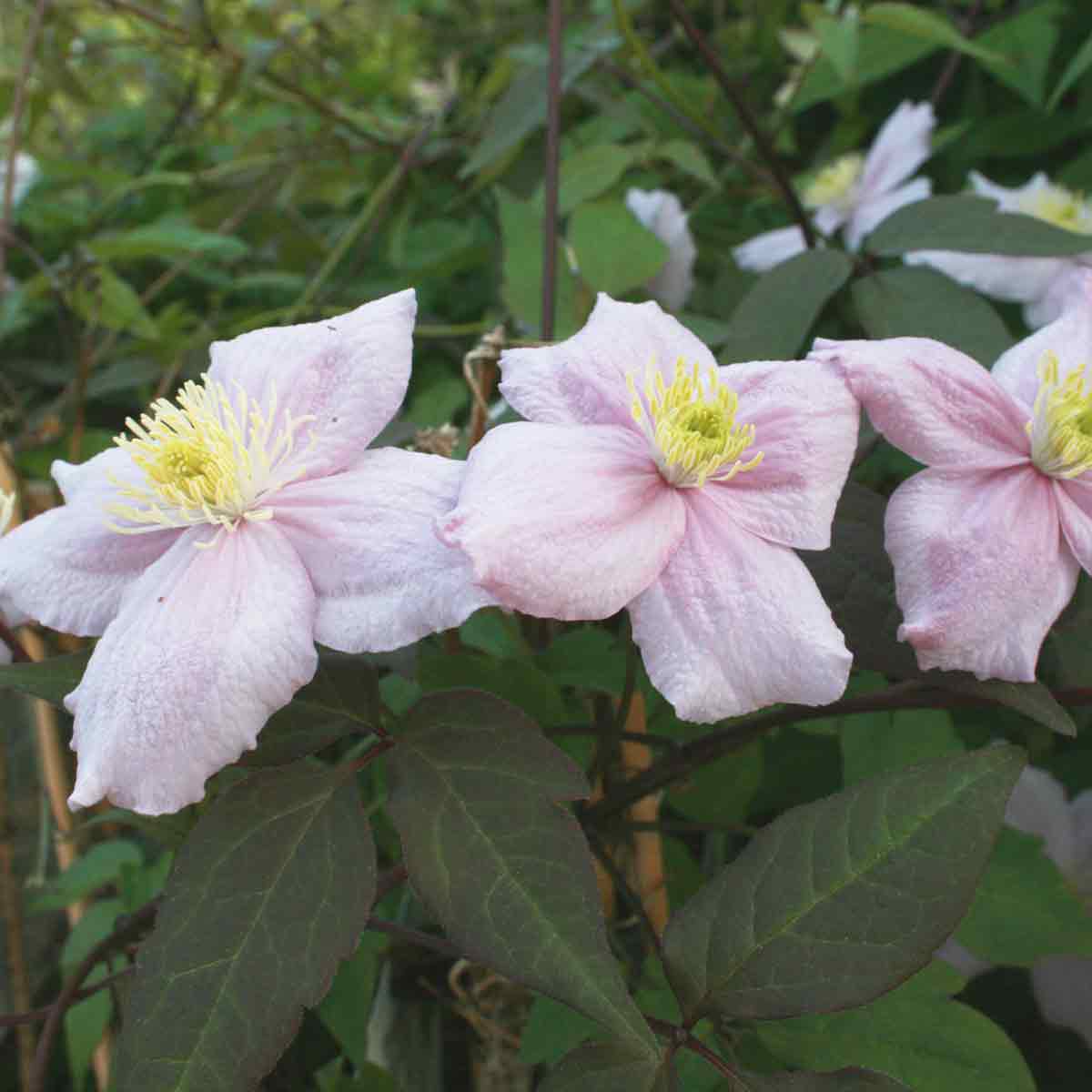 Clematis montana Mayleen Pink Clt 3 150