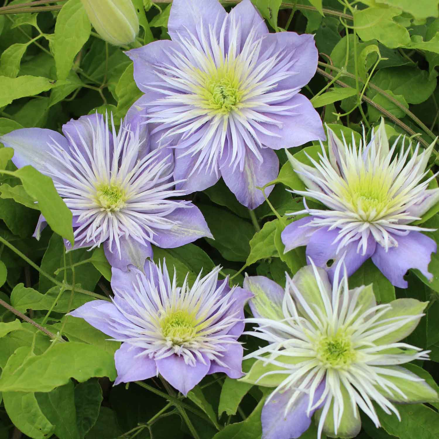 Clematis Evison 'Crystal Fountain™' C2,3 60- 100