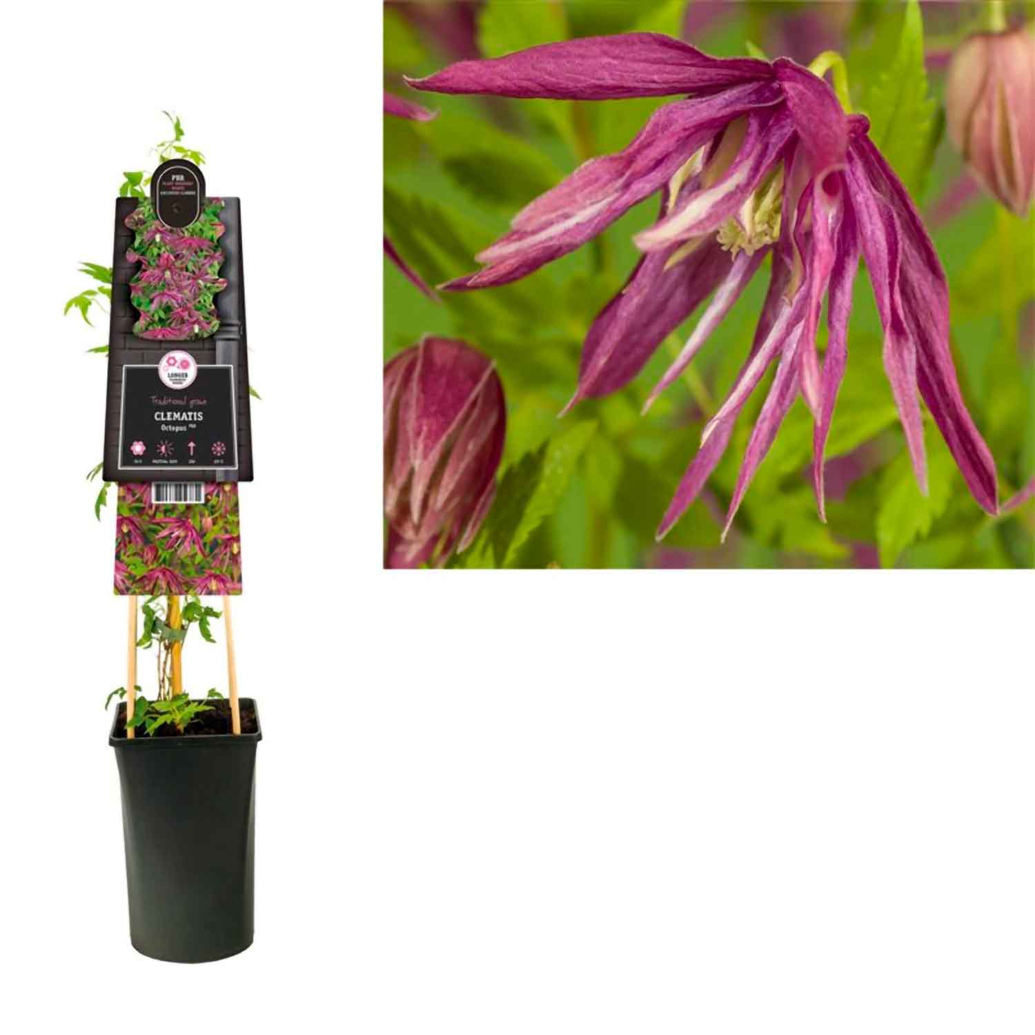 Clematis Octopus Zooct Pbr 2 L Kruka