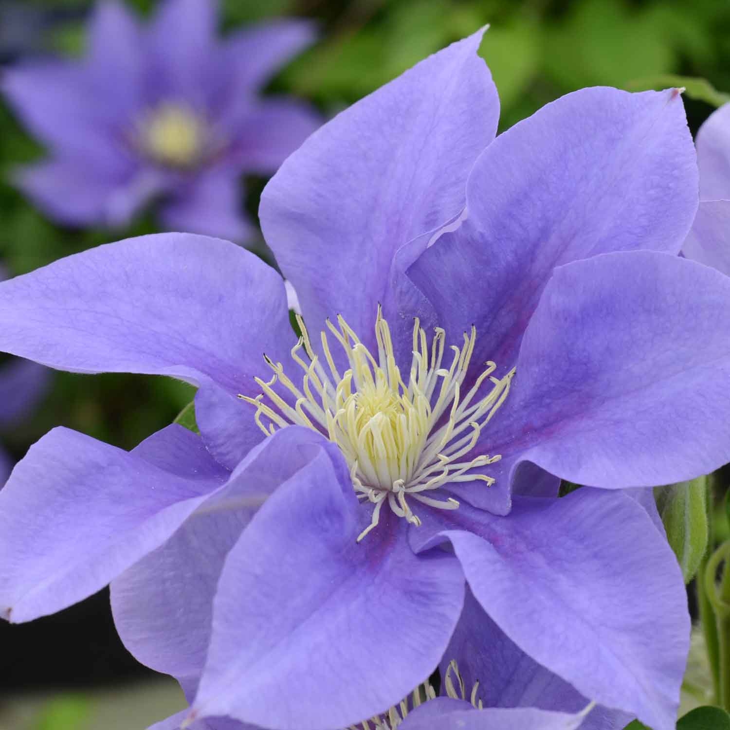Clematis Evison 'Olympia™' C2,3 60- 100