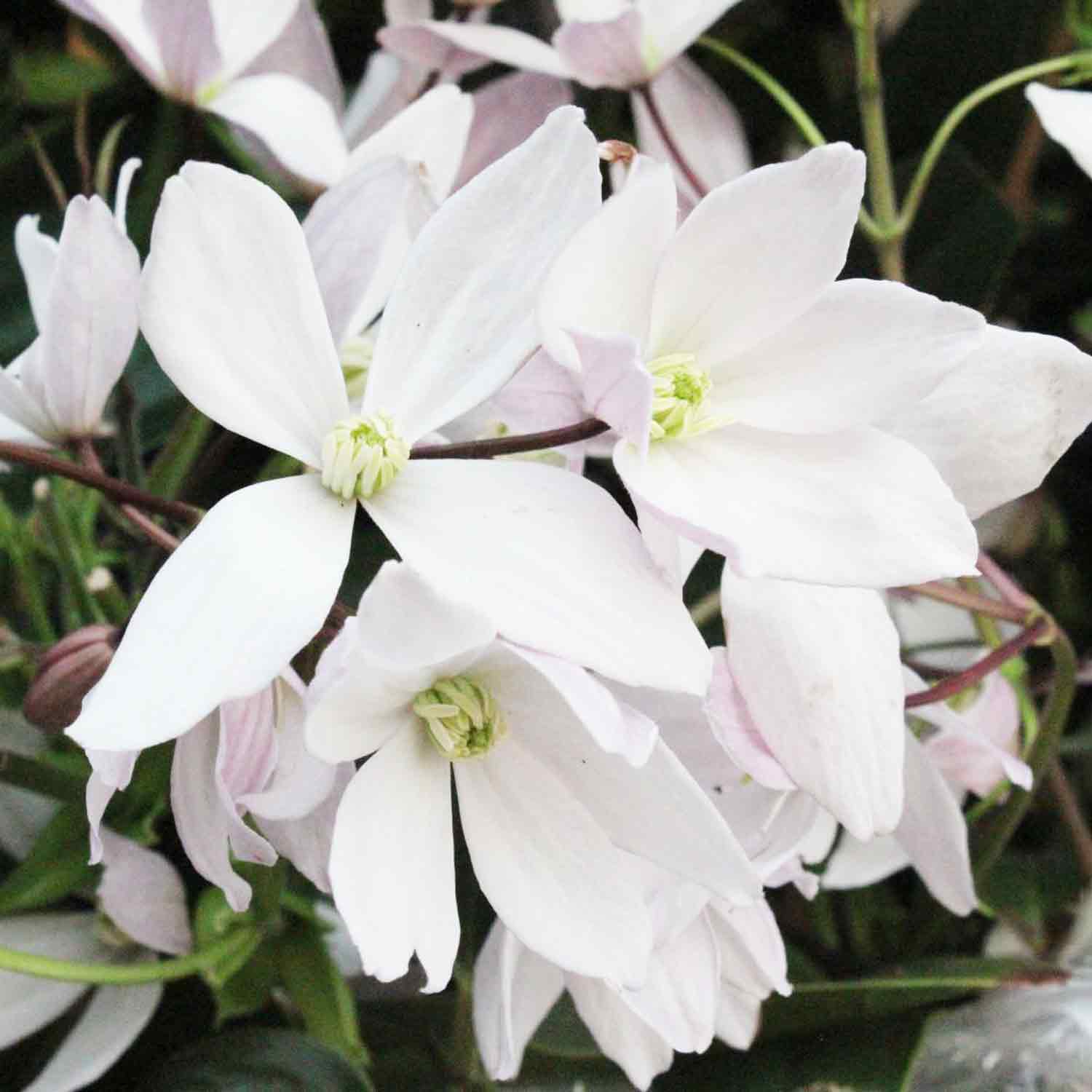 Clematis armandii 'Apple Blossom' C2,3 60-100cm