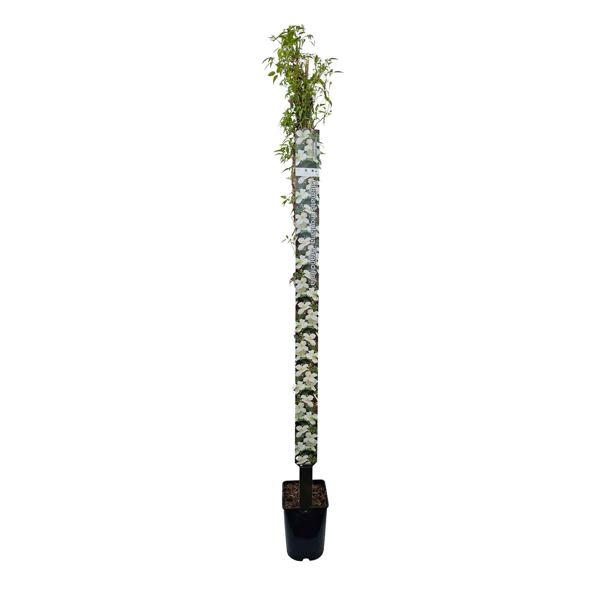 Clematis montana grandiflora 150-175cm 5,5L