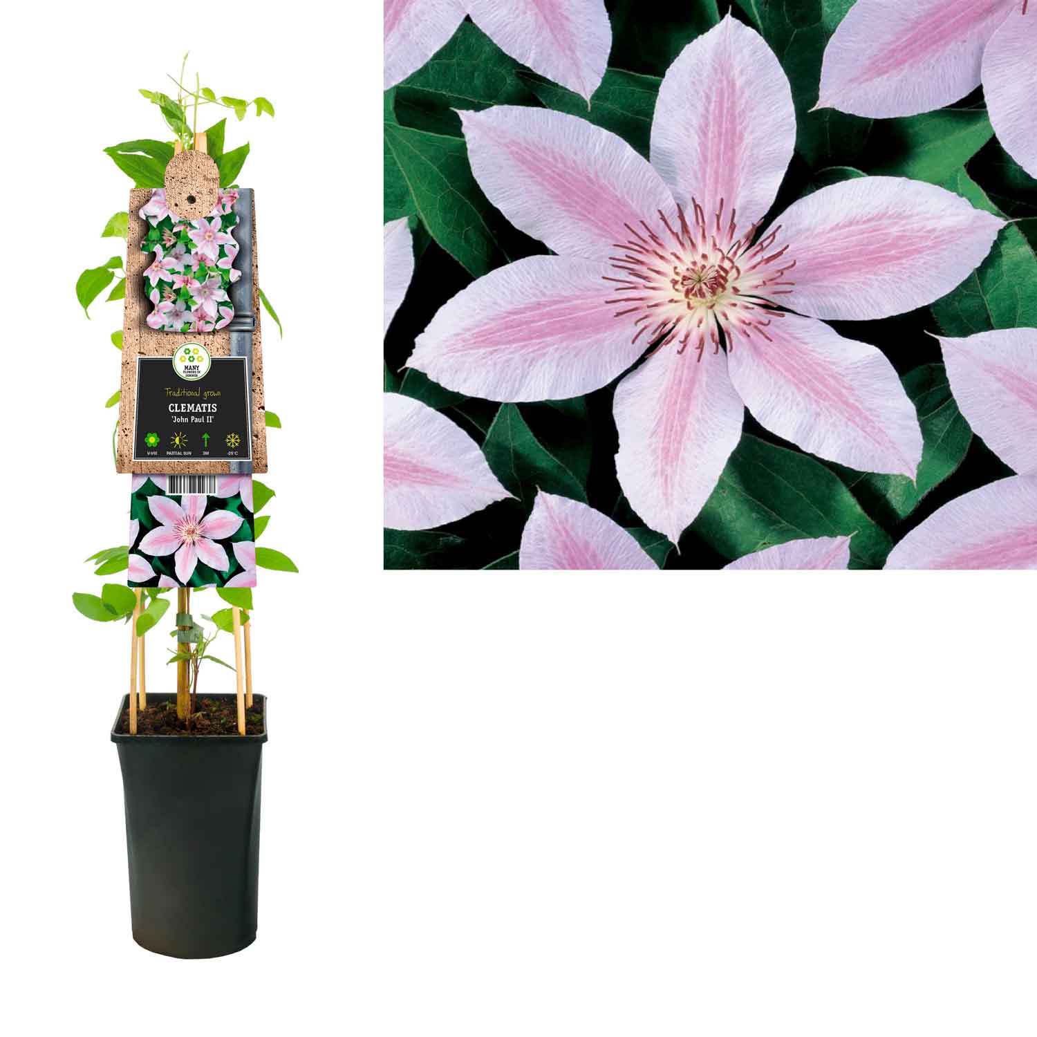 Clematis (Late Large-flowered) 'Jan Pawel II' 17cm