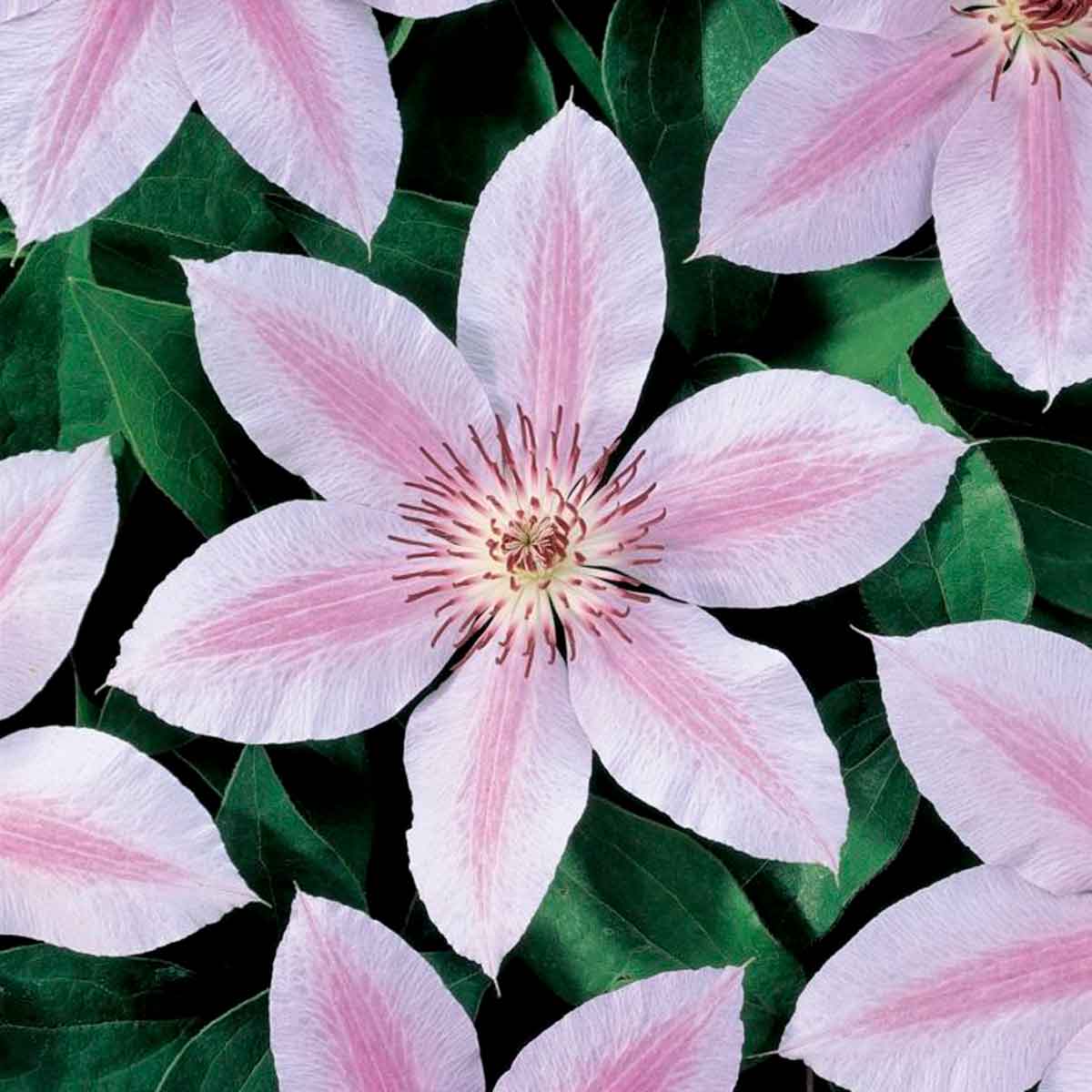 Clematis (Late Large-flowered) 'Jan Pawel II' 17cm