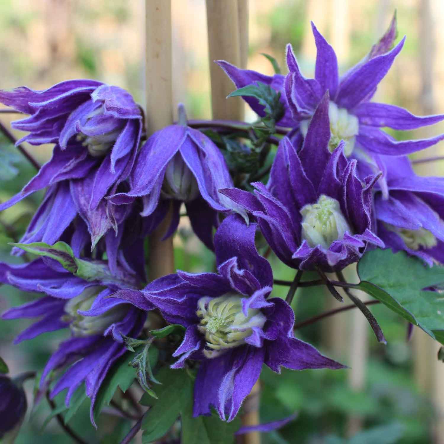 Clematis macropetala 'Georg' C2,3 60- 100
