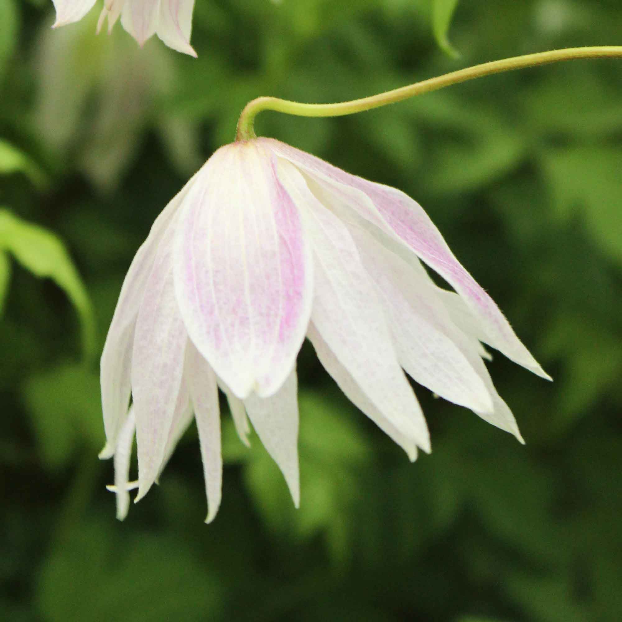 Clematis macropetala 'Rosy O'Grady' C2,3 60- 100
