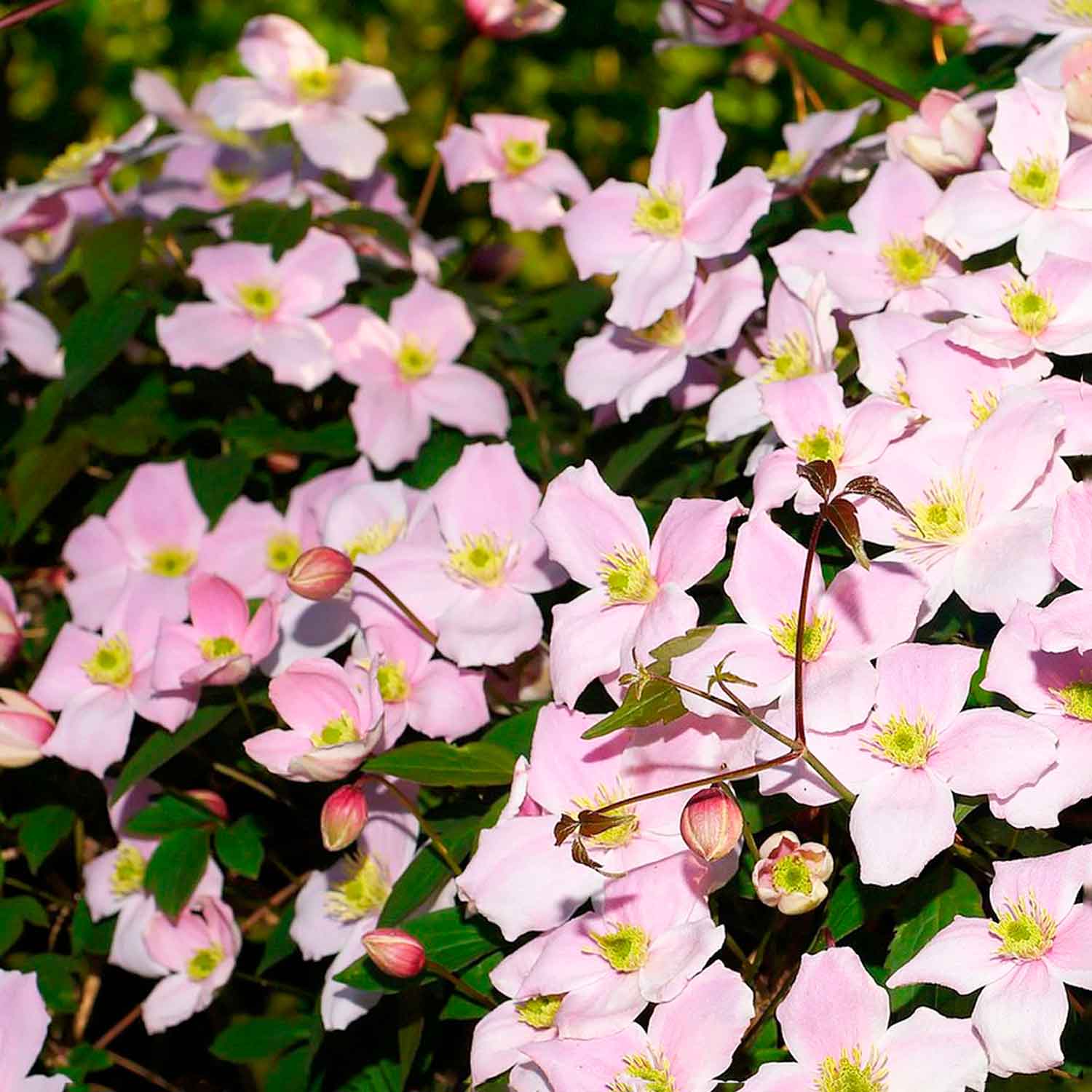 Clematis montana 'Elizabeth' C2,3 60- 100