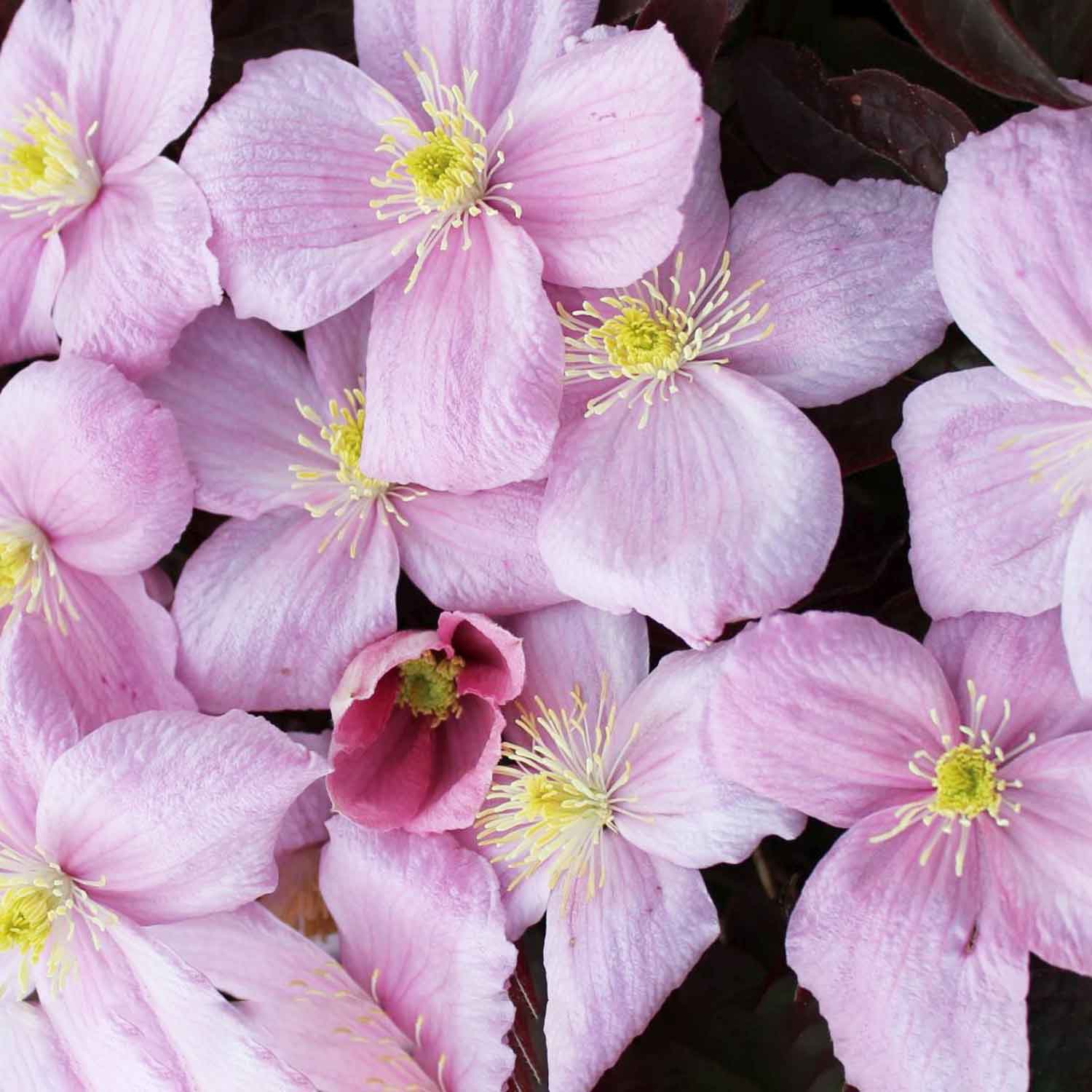 Clematis montana 'Fragrant Spring' C2,3 60- 100