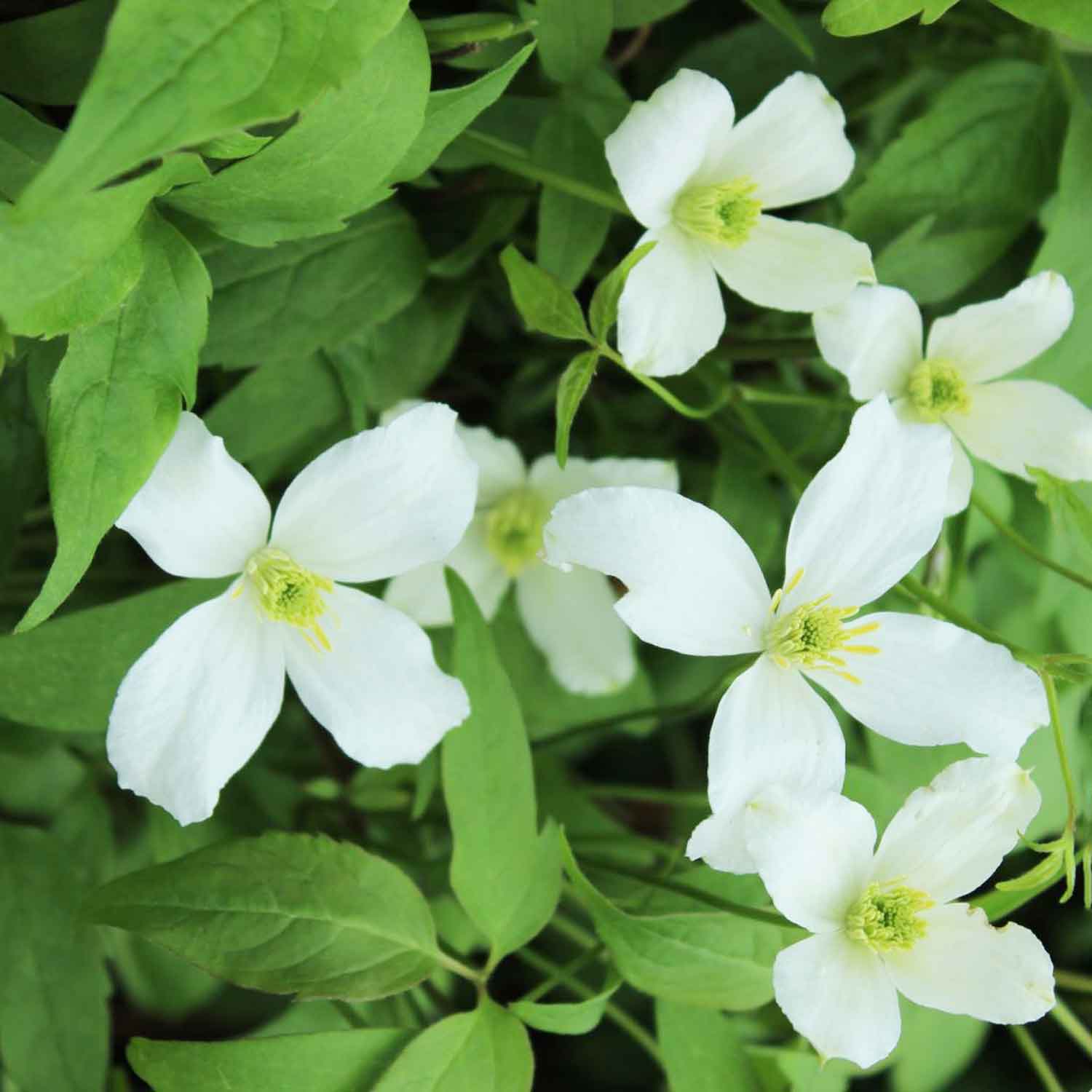 Clematis montana 'Grandiflora' C2,3 60- 100