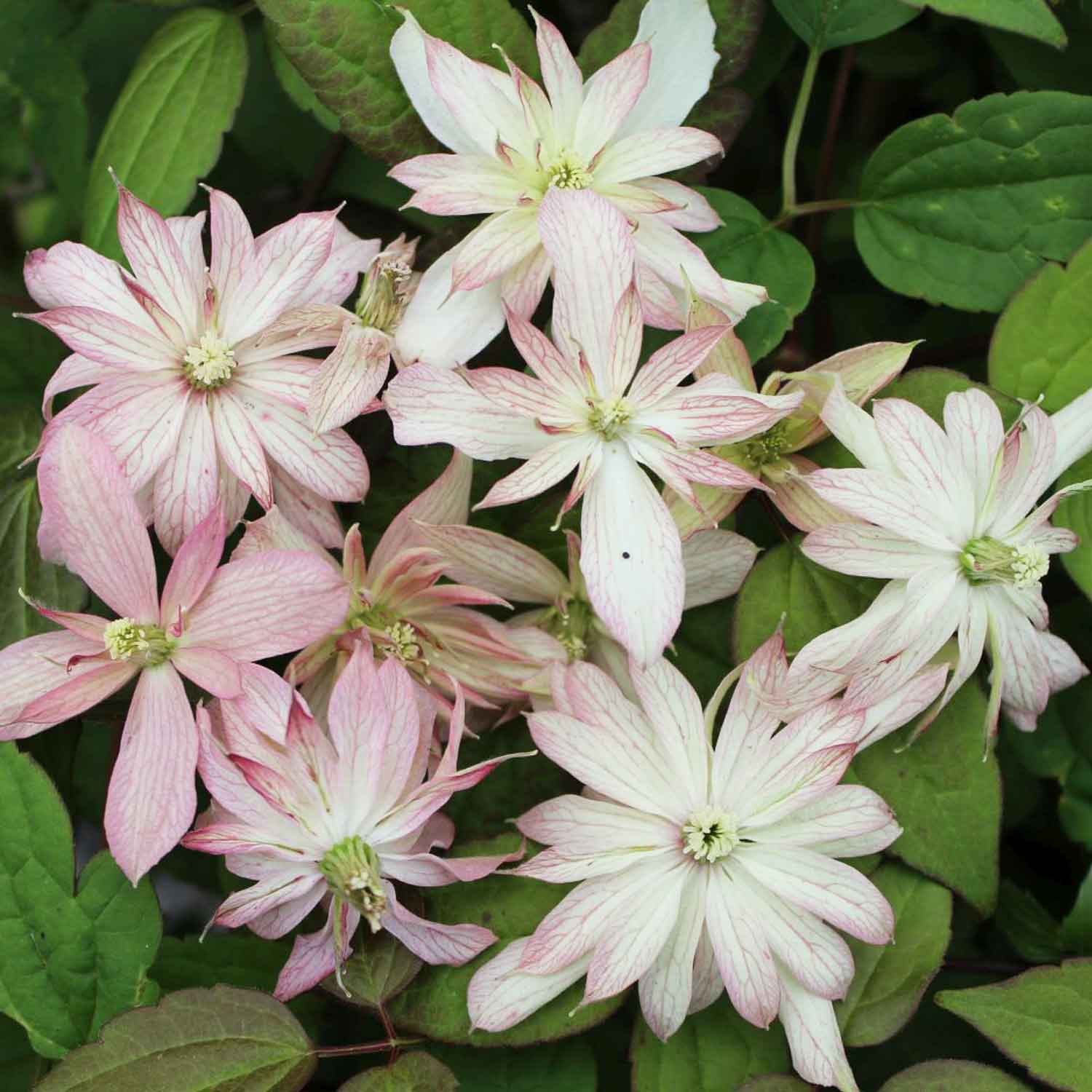 Clematis montana 'Marjorie' C2,3 60- 100