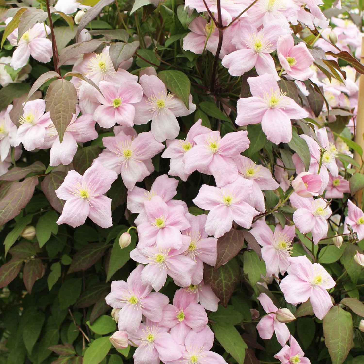 Clematis montana 'Rubens' C2,3 40- 60