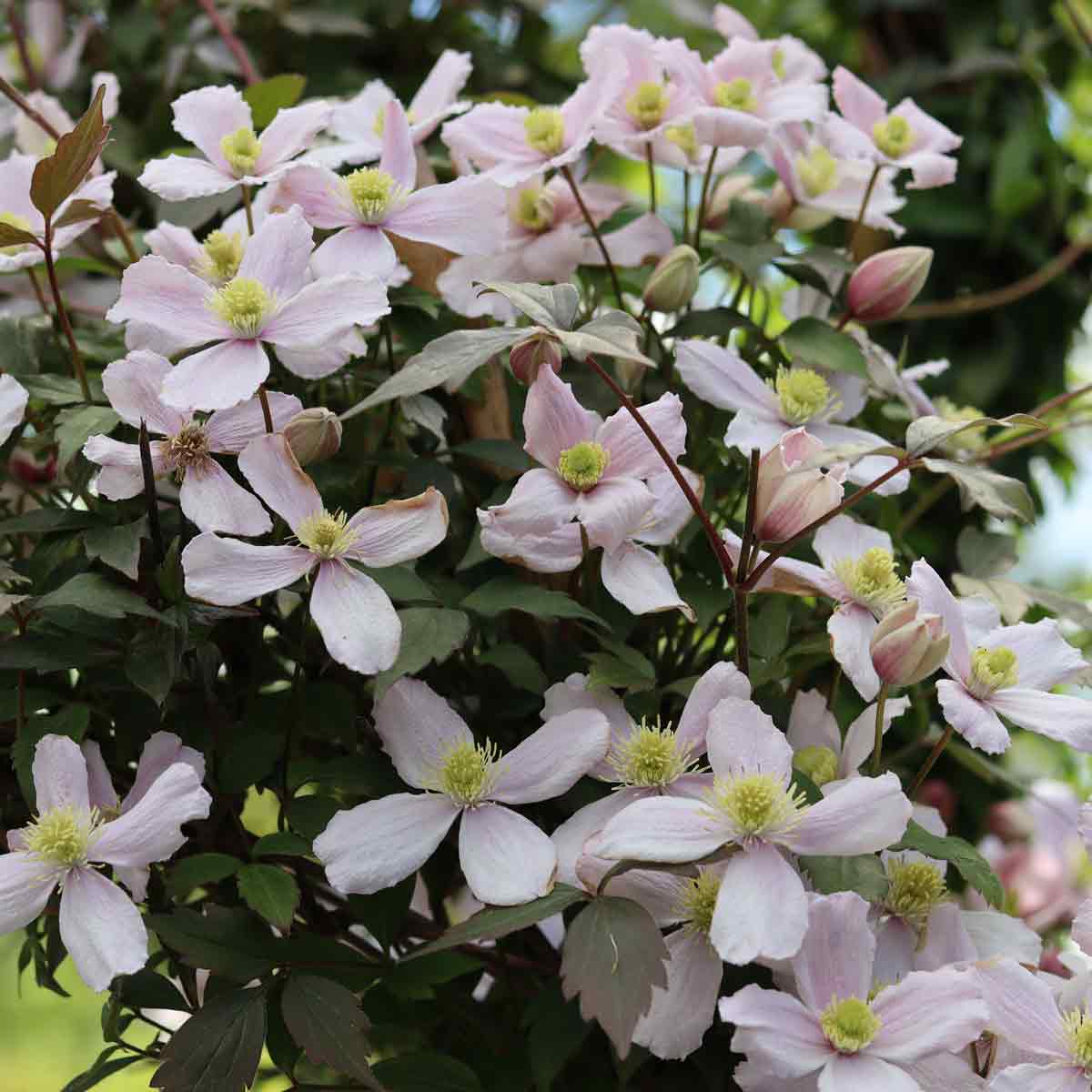 Clematis montana Rubens Pink Clt 3 150-