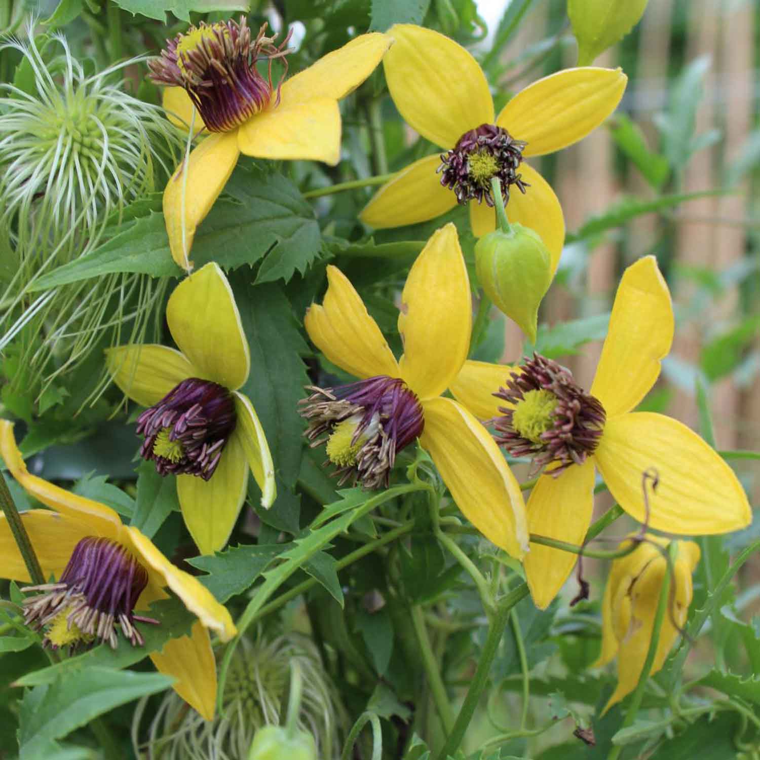 Clematis serratifolia 'Golden Tiara'® C2,3 60- 100